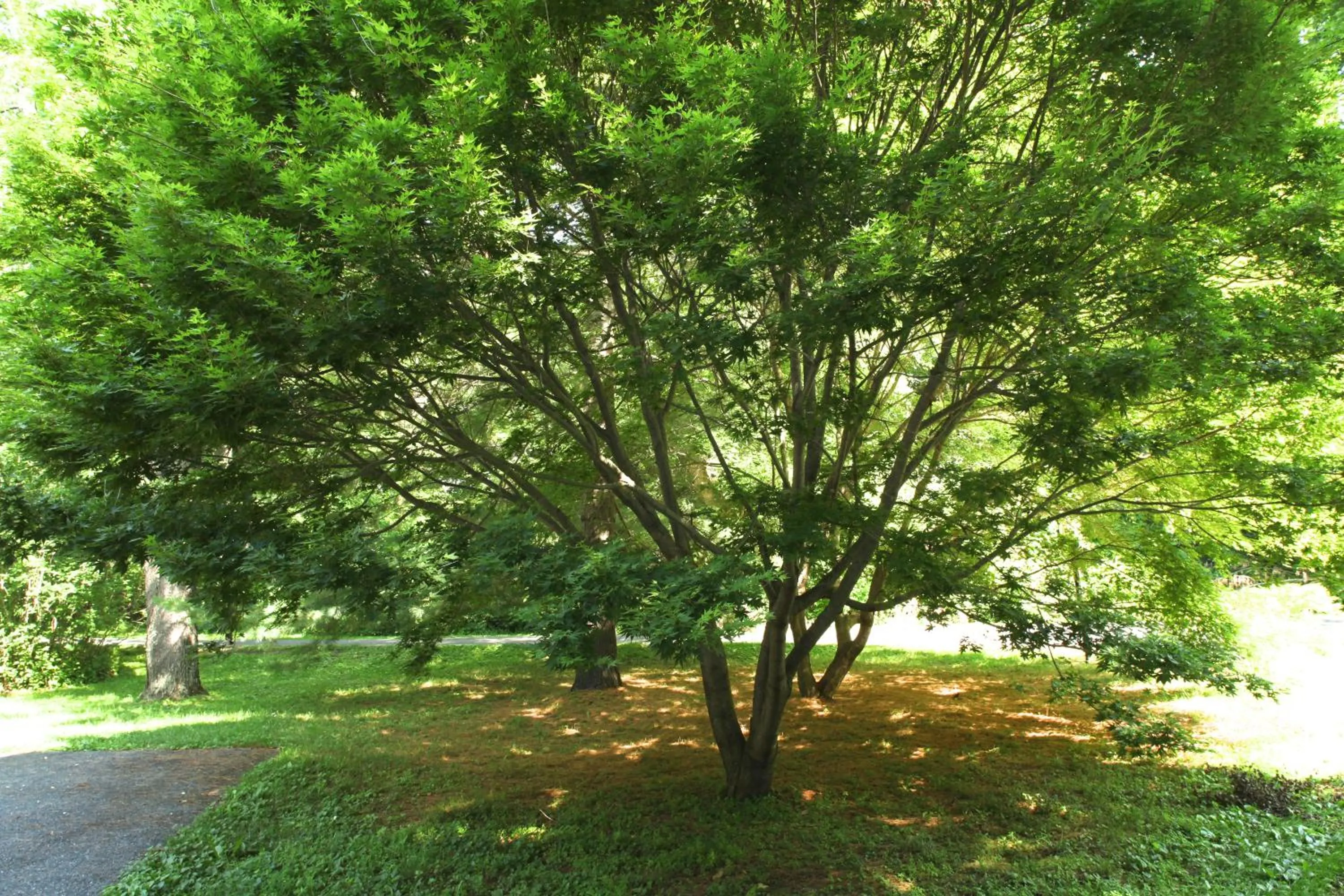 Garden in The Cottage