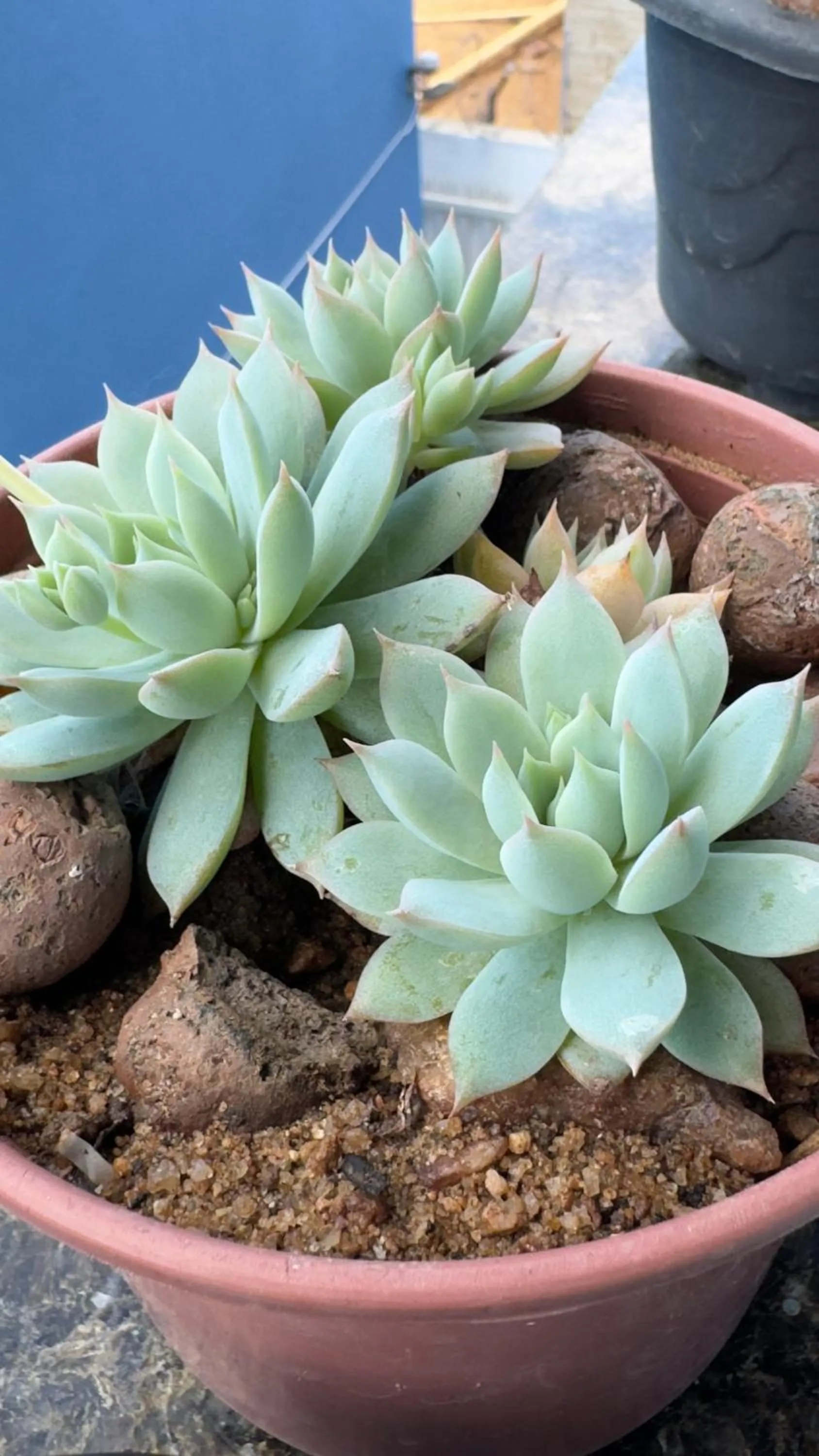 Day in Pousada Vovó Haidê