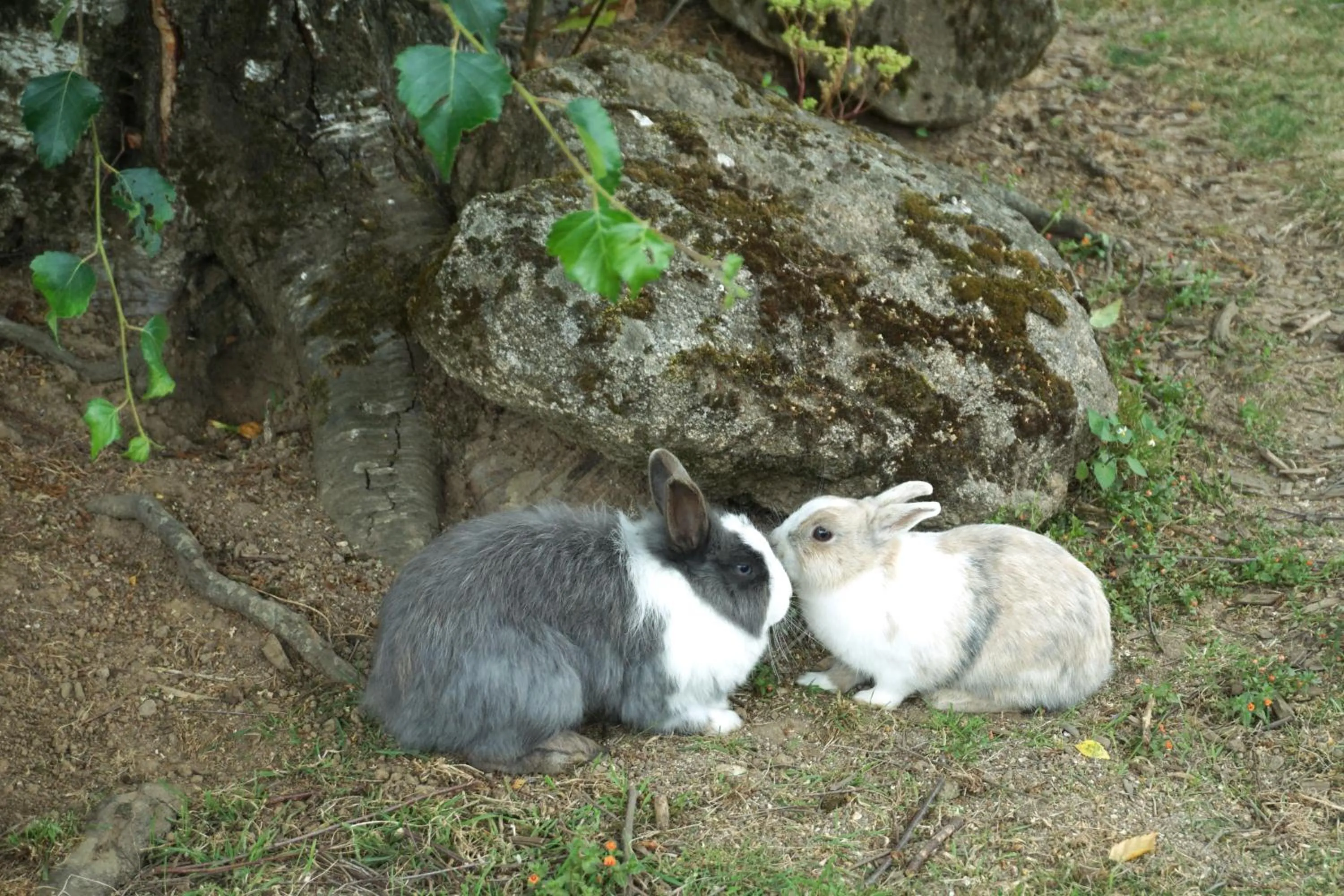 Garden in Auberge Ti'gousket