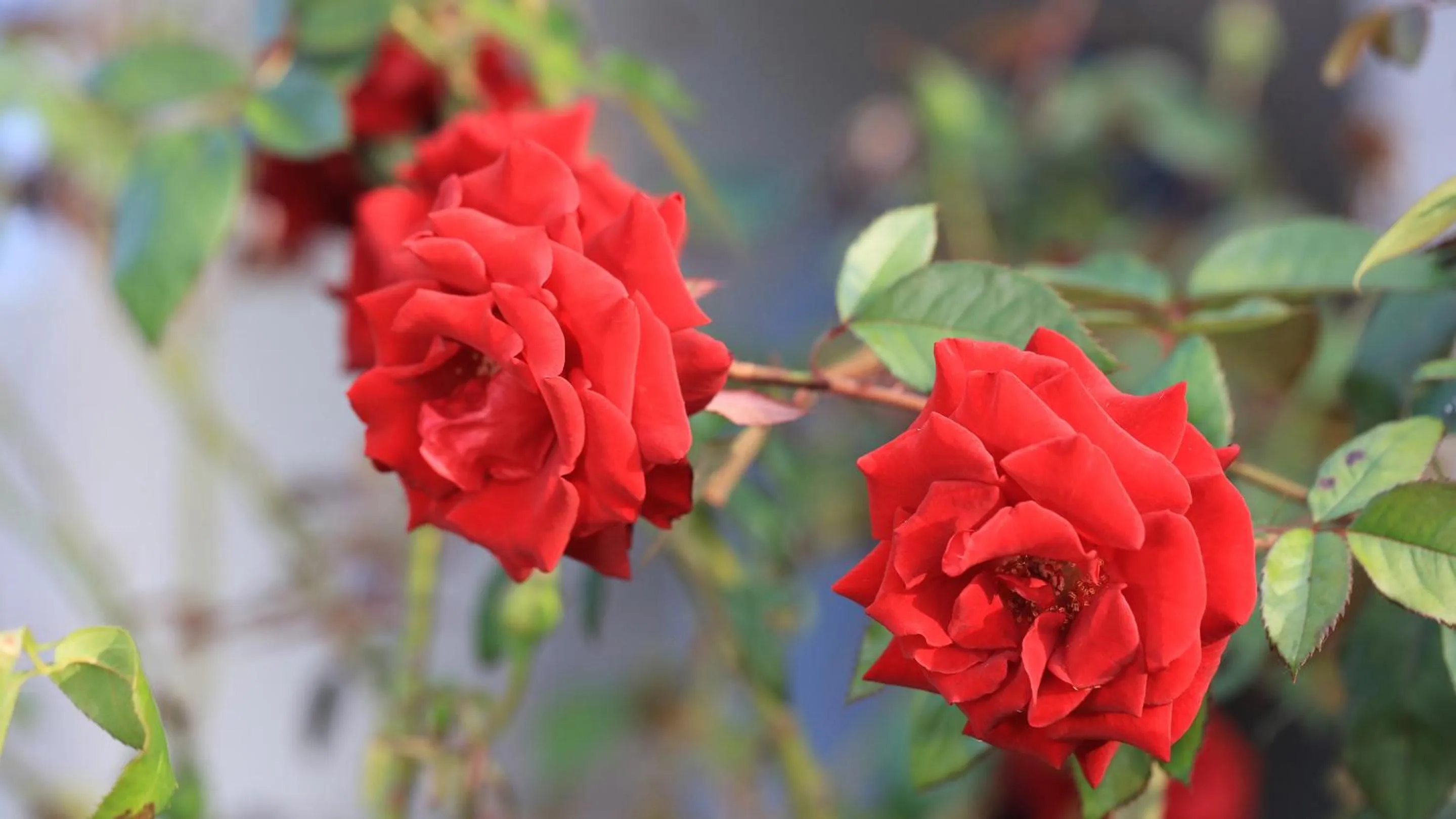 Garden in Emerald Gardens Motel & Apartments