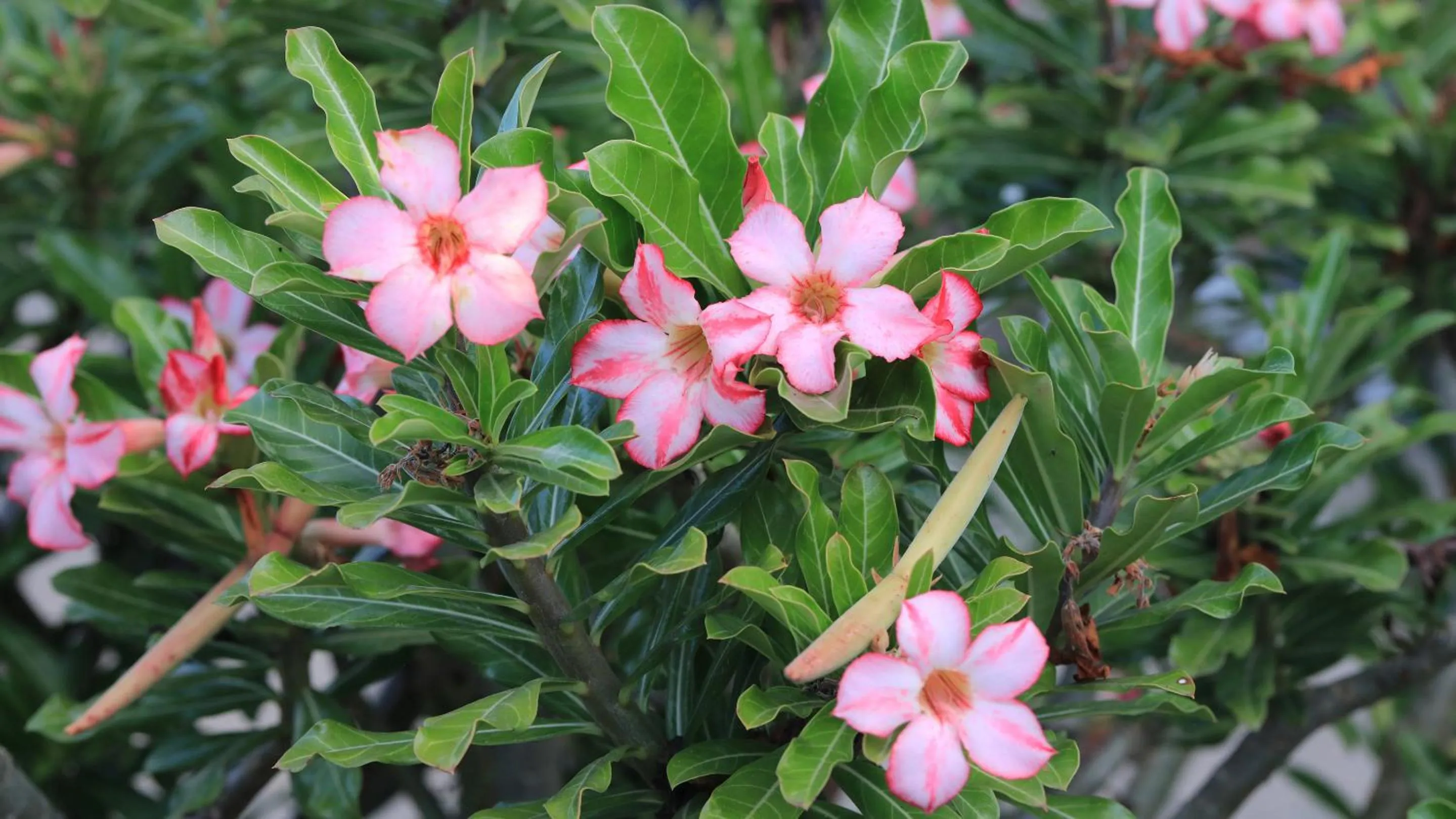 Garden in Emerald Gardens Motel & Apartments