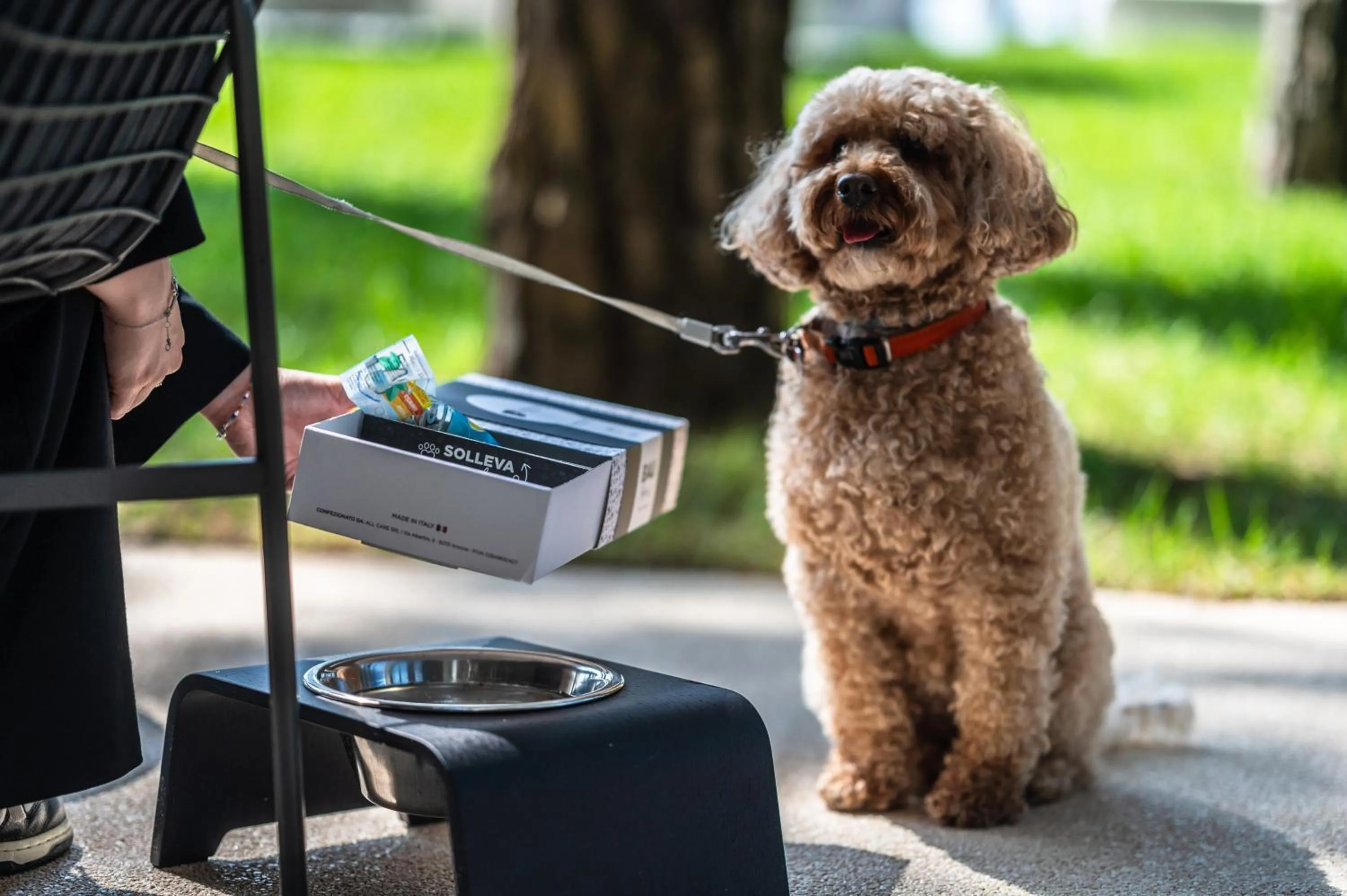 Animals in Bellevue Hotel & Resort