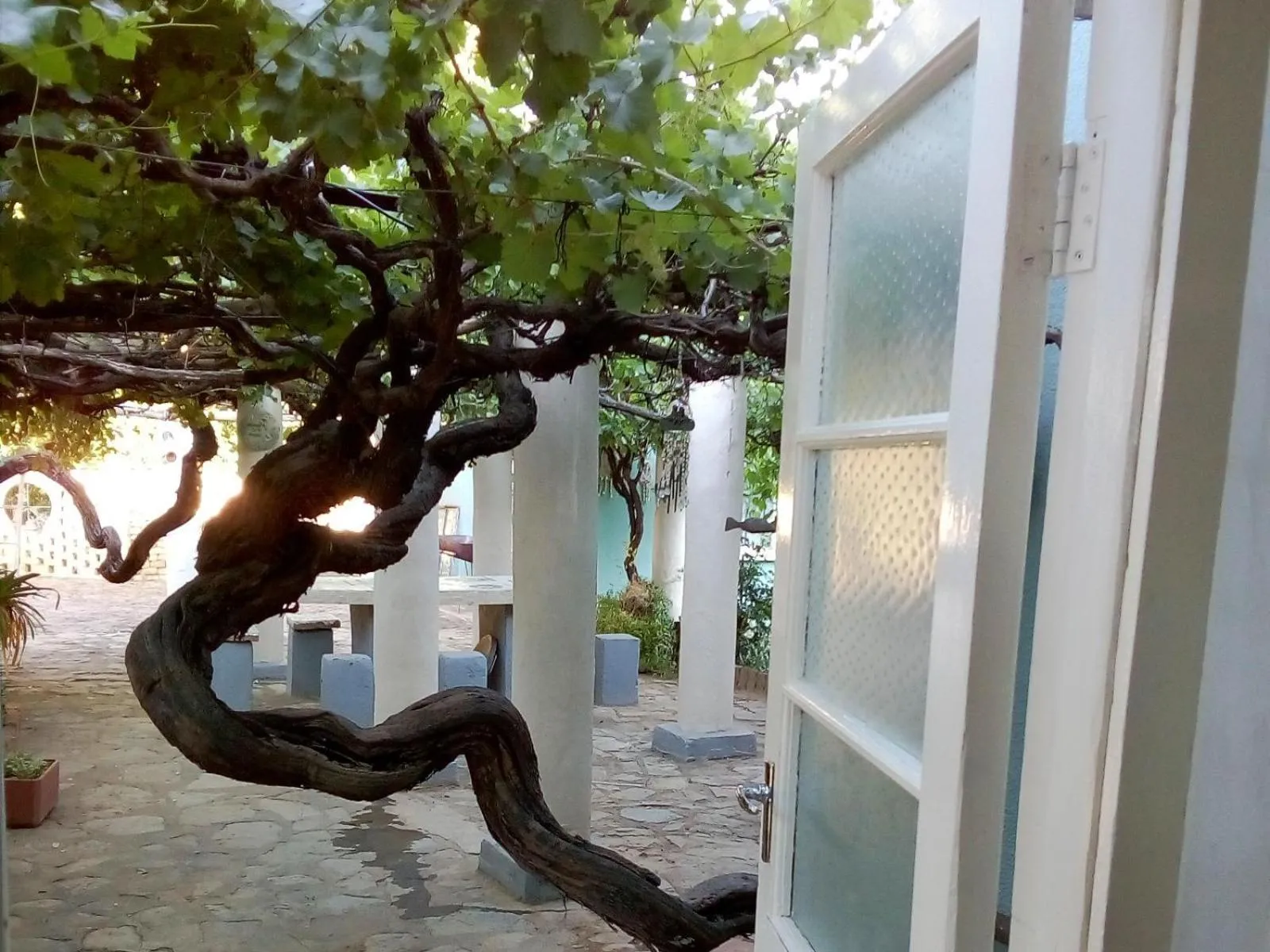 Garden in Anker Guesthouse