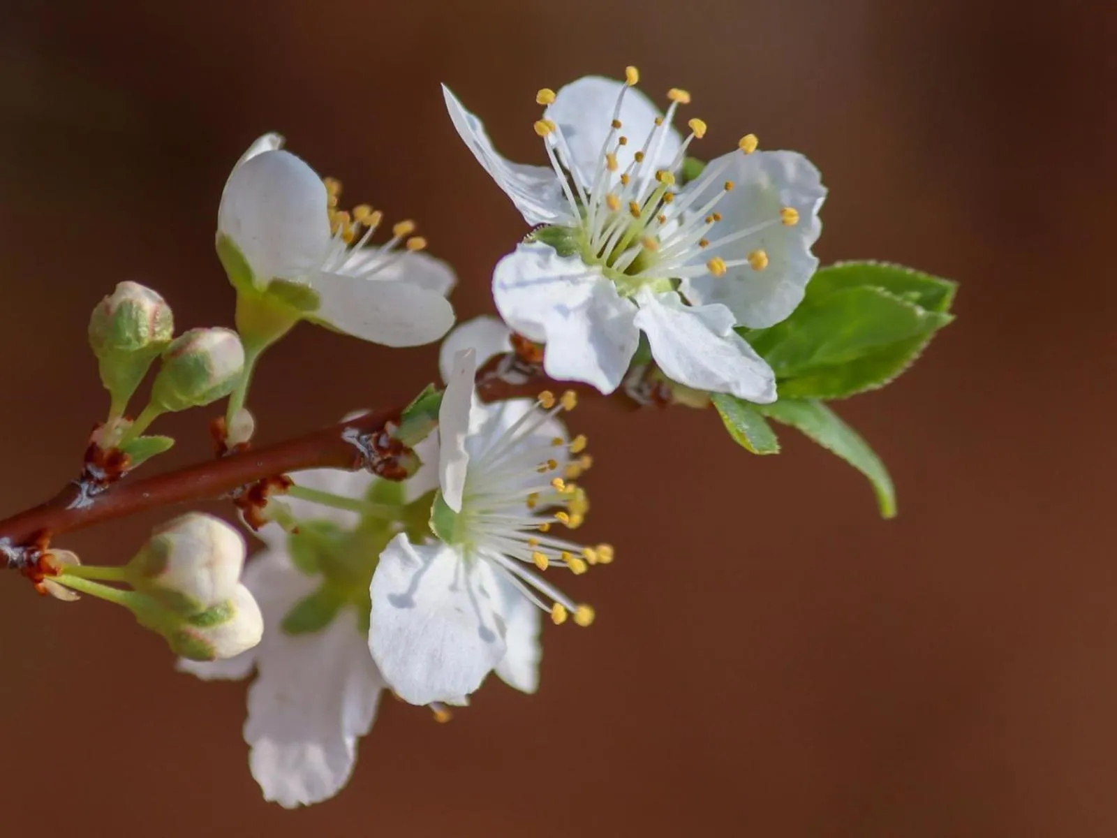 Garden in Anker Guesthouse