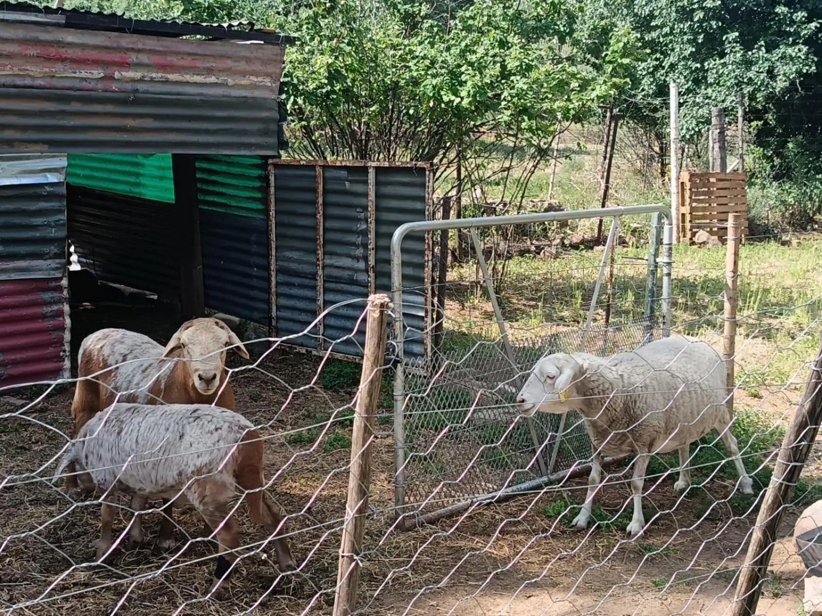 Garden in Anker Guesthouse