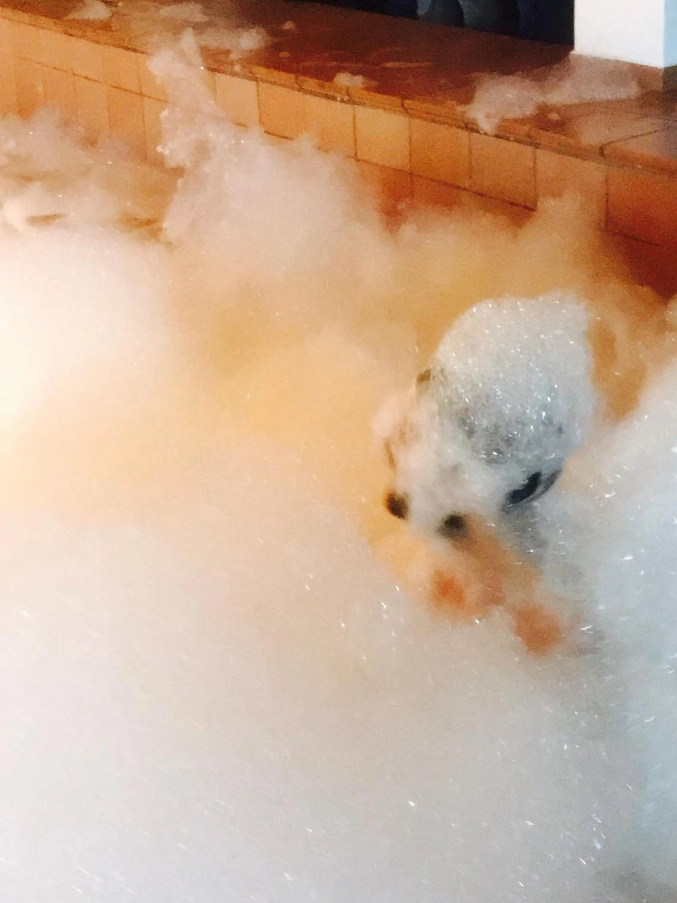 Evening entertainment in Villaggio Camping La Scogliera