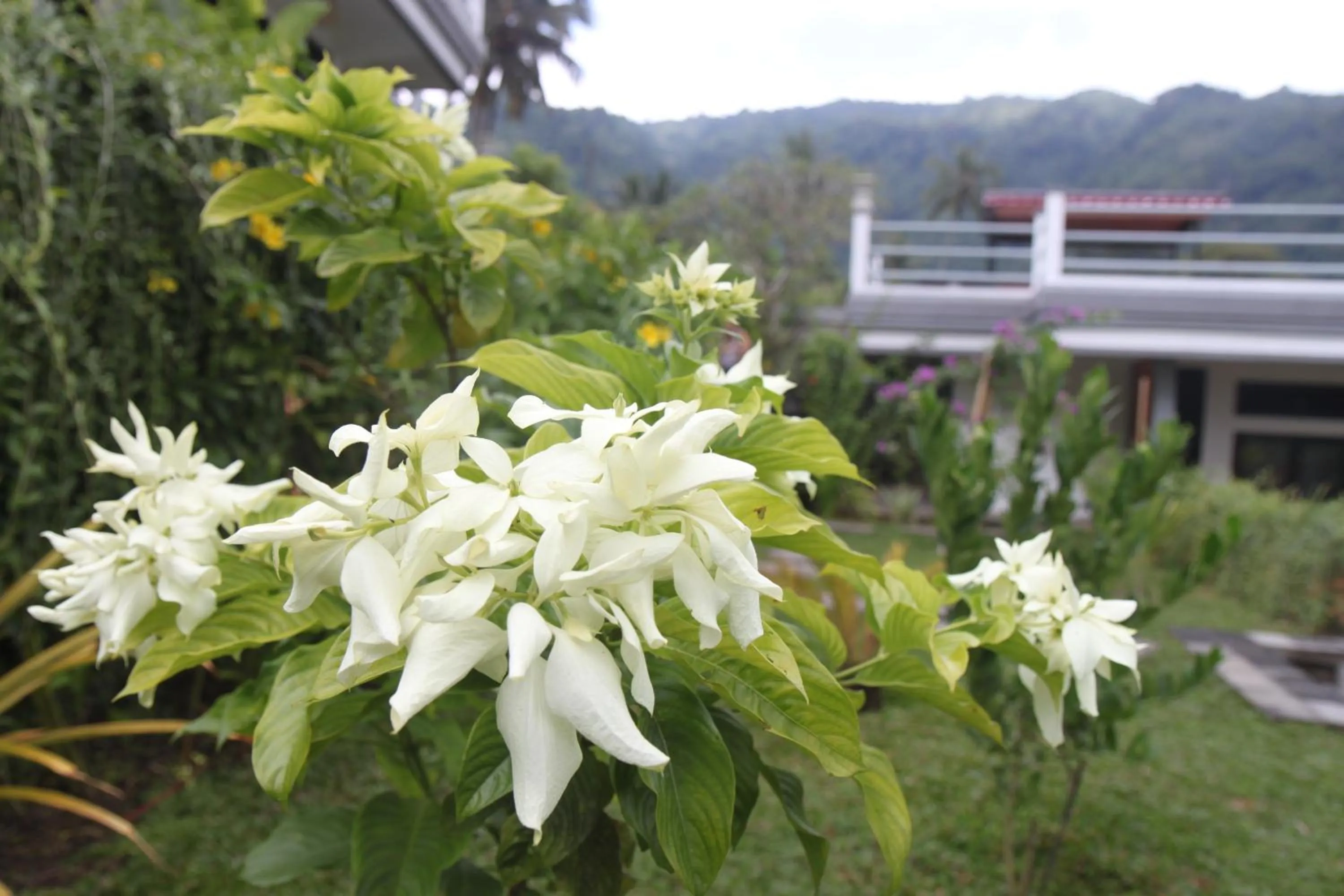 Garden in Villa Markisa Pakisan