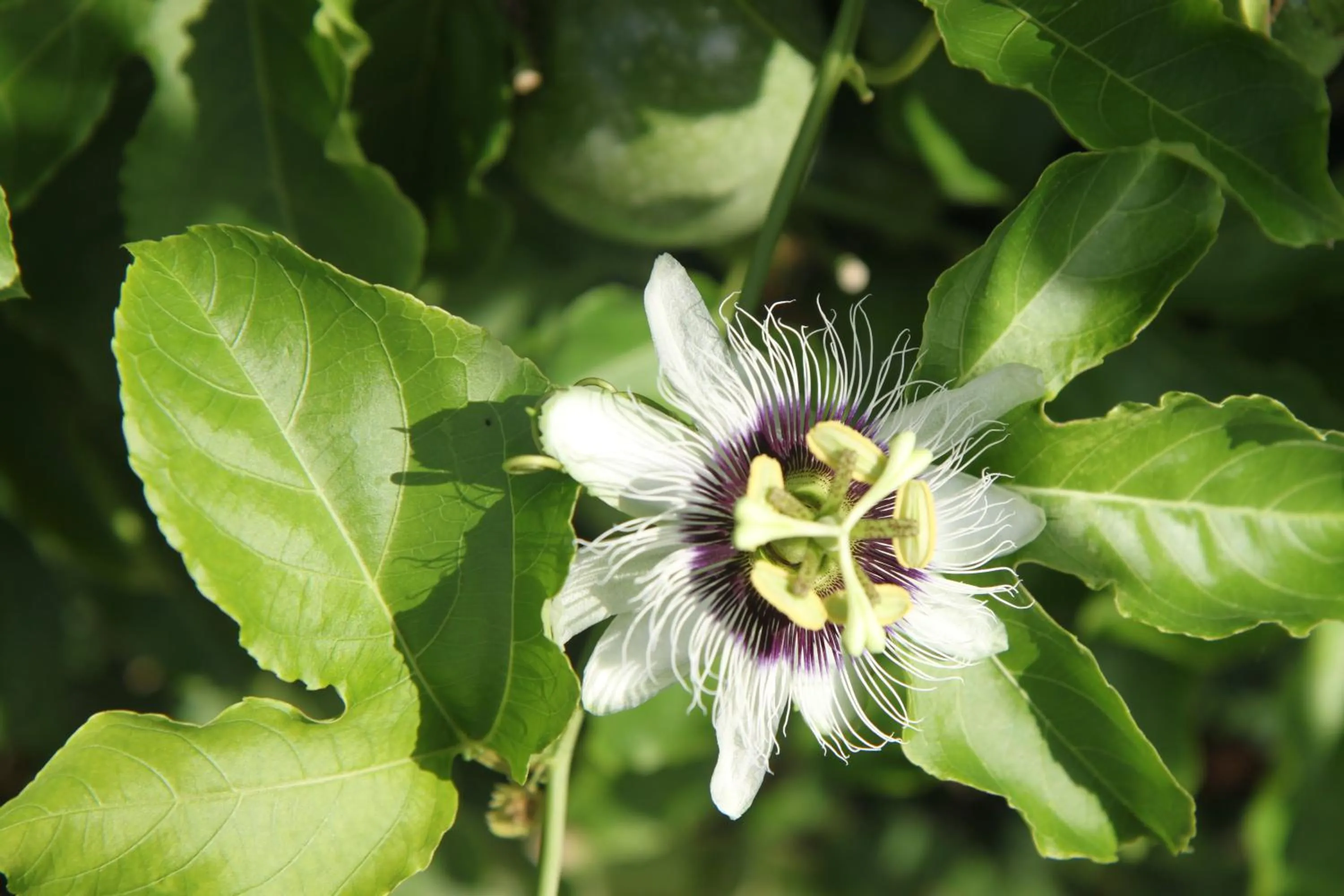 Garden in Villa Markisa Pakisan