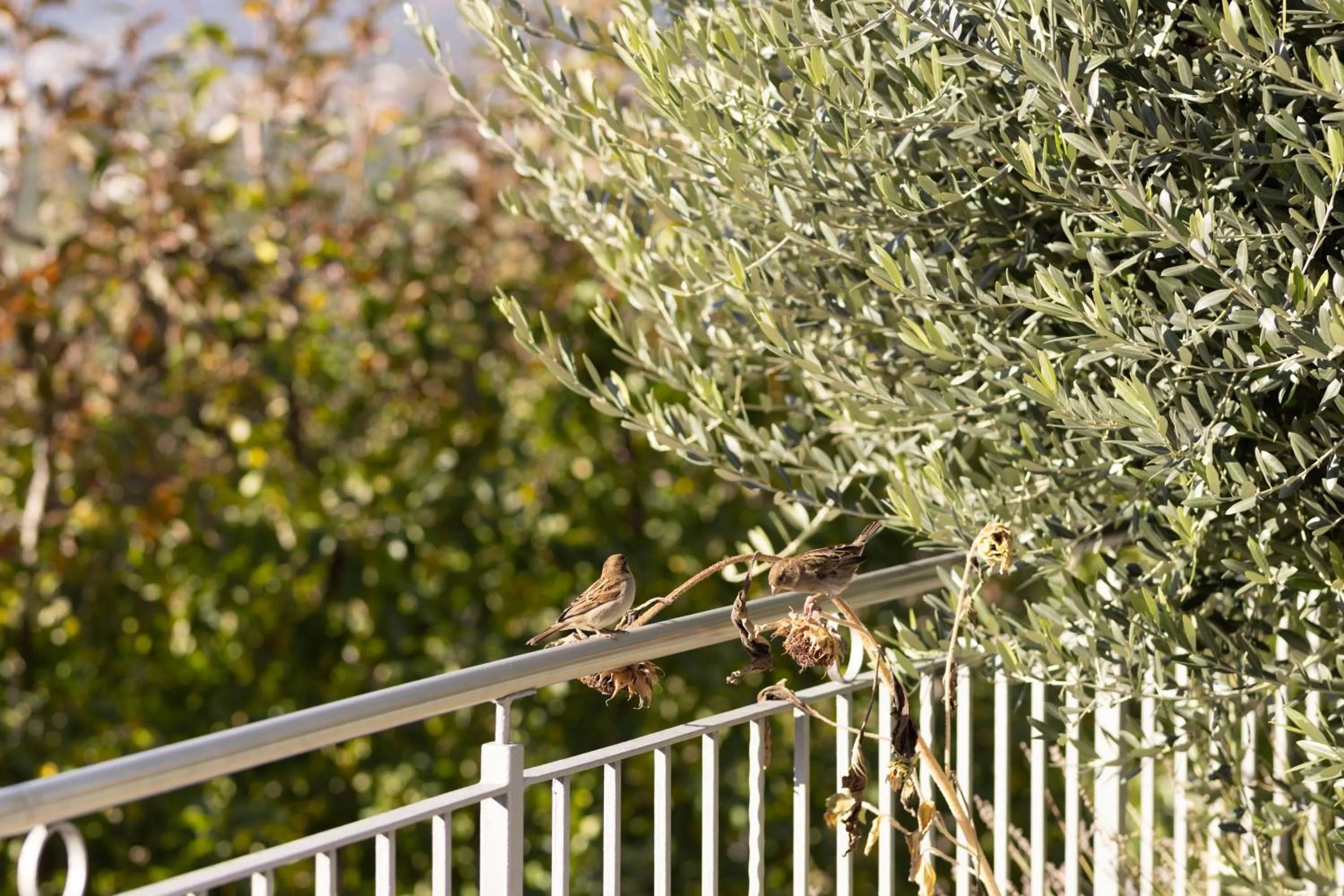Garden in Residence Walchhof