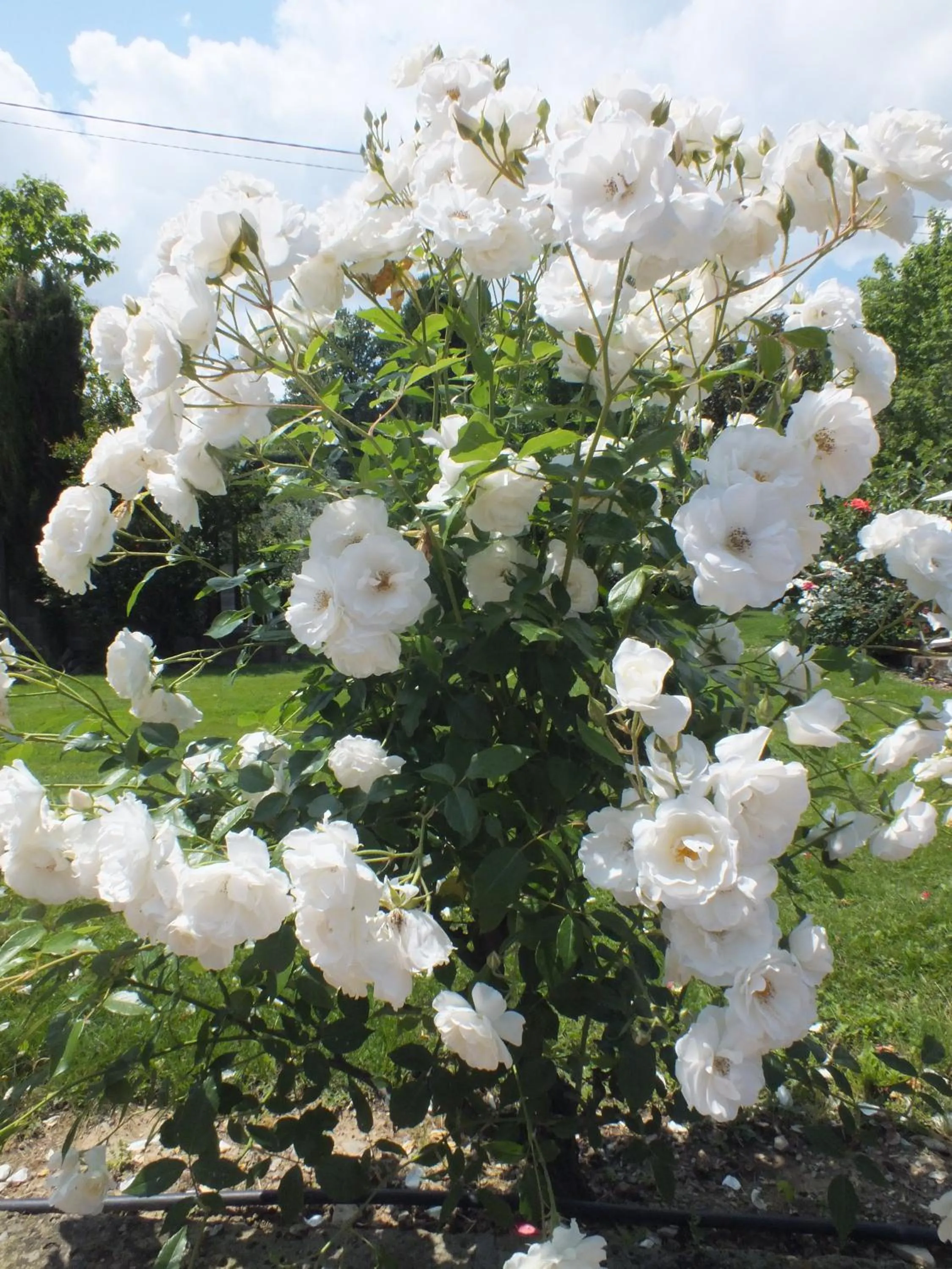 Decorative detail in Casa Vacanze Santa Maria