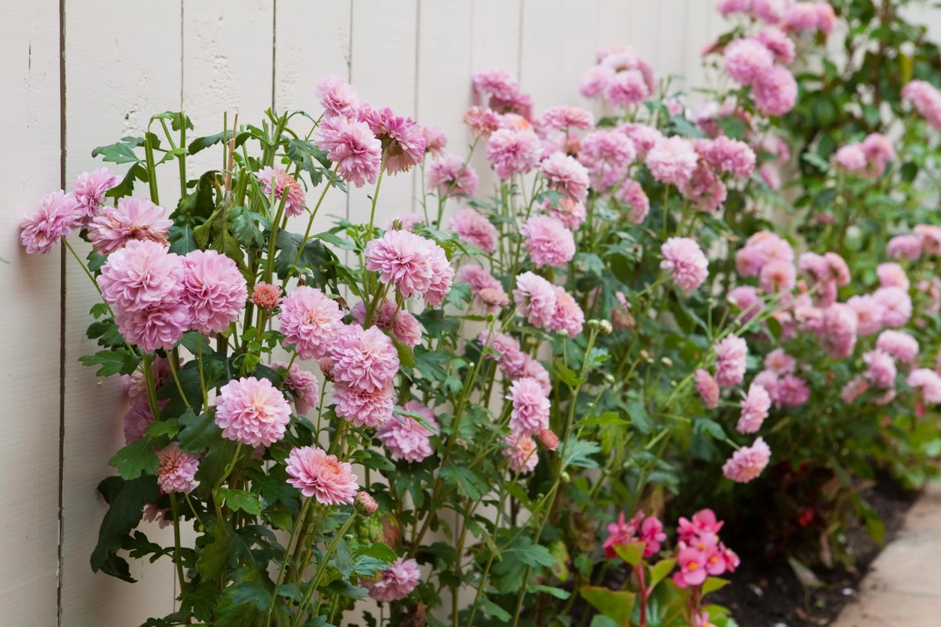 Garden in Kings Of Riccarton Motel- Close to Railway Station and Airport with Shuttle service