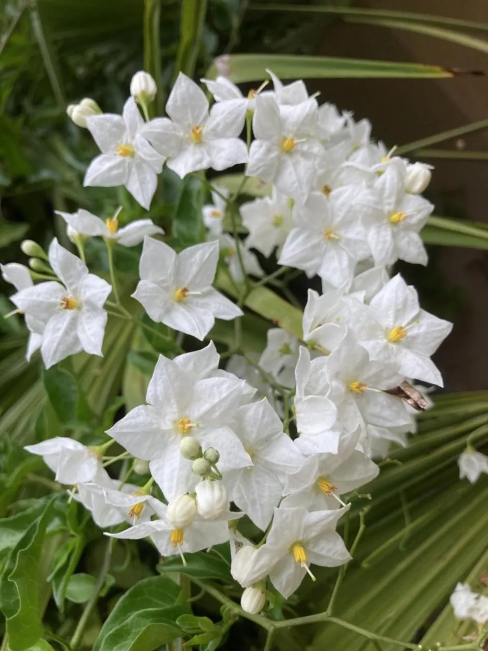 Garden in La Maison du Cocher - Chambre indépendante climatisée en Hypercentre - Lit Queen Size