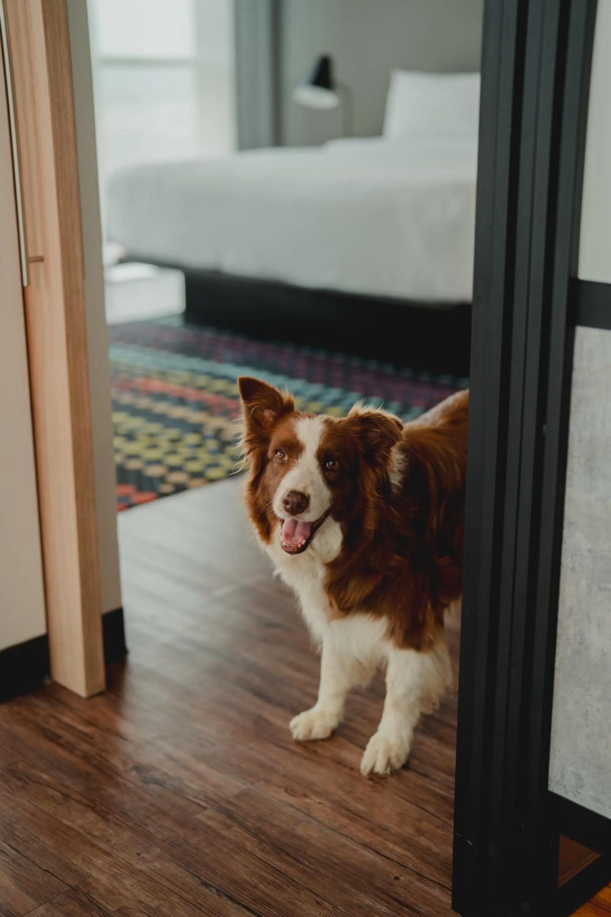 Pets in Aloft Guadalajara Sur