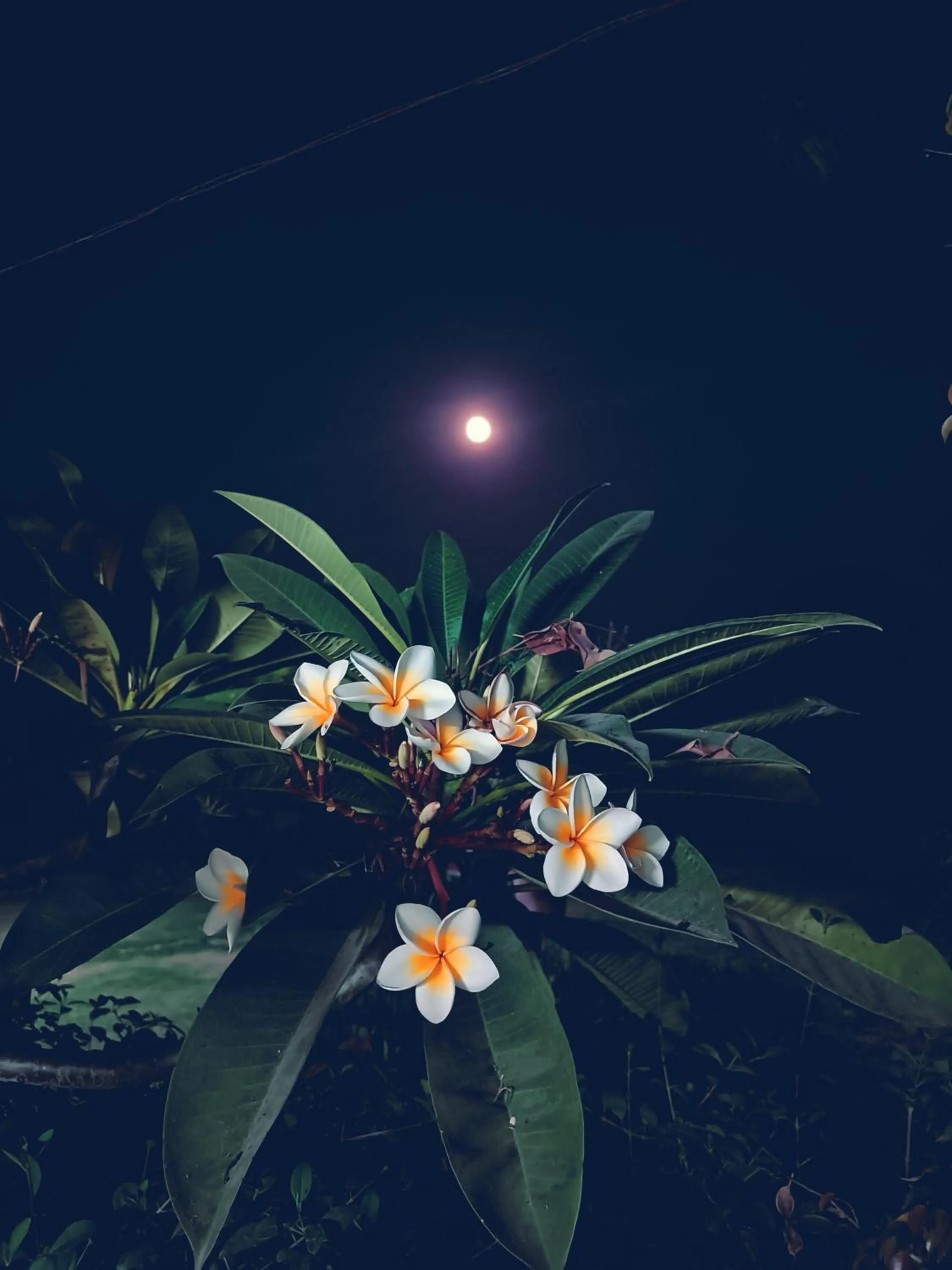 Night in Green Club Farm