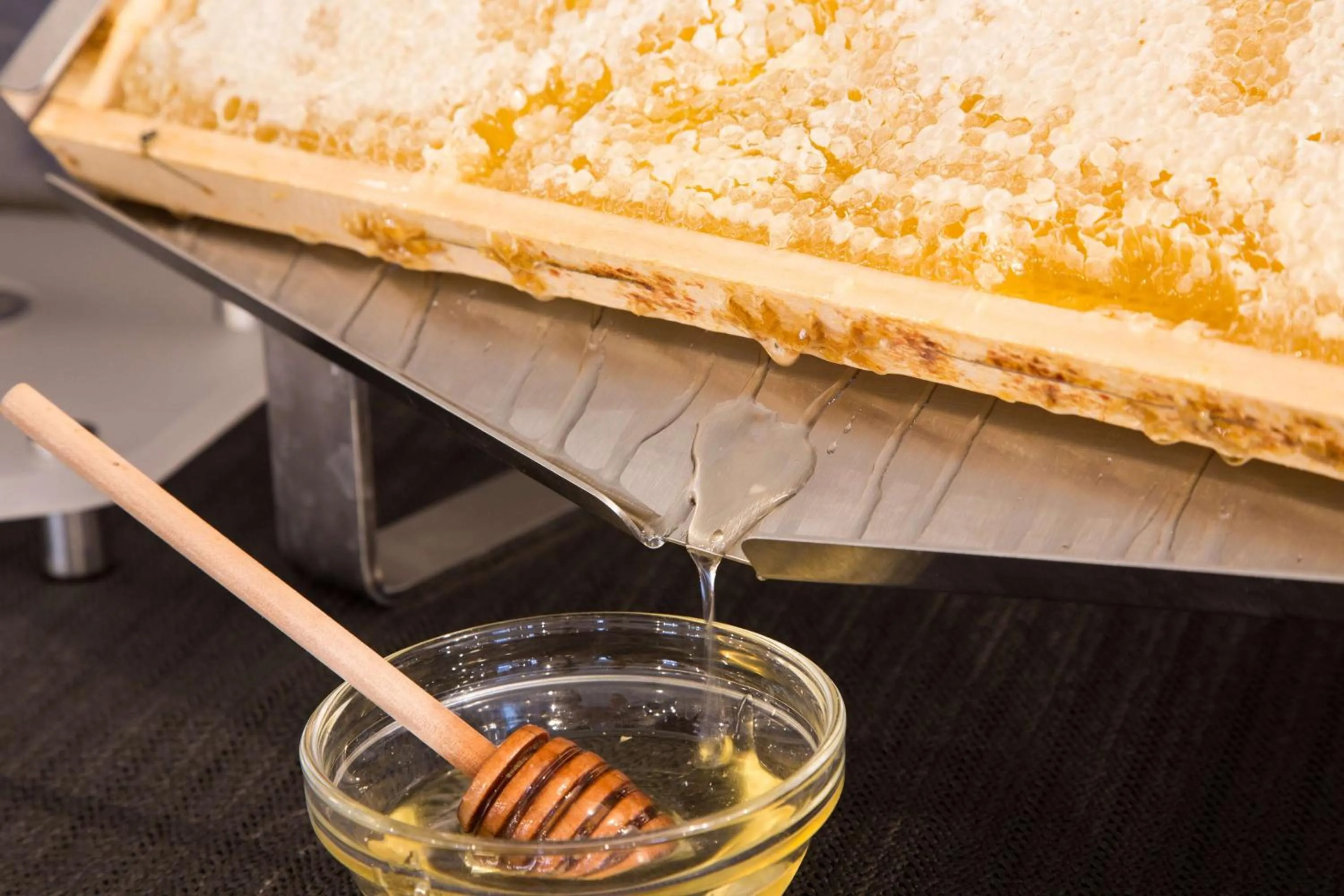 Restaurant/places to eat in Best Western Plus CHC Florence