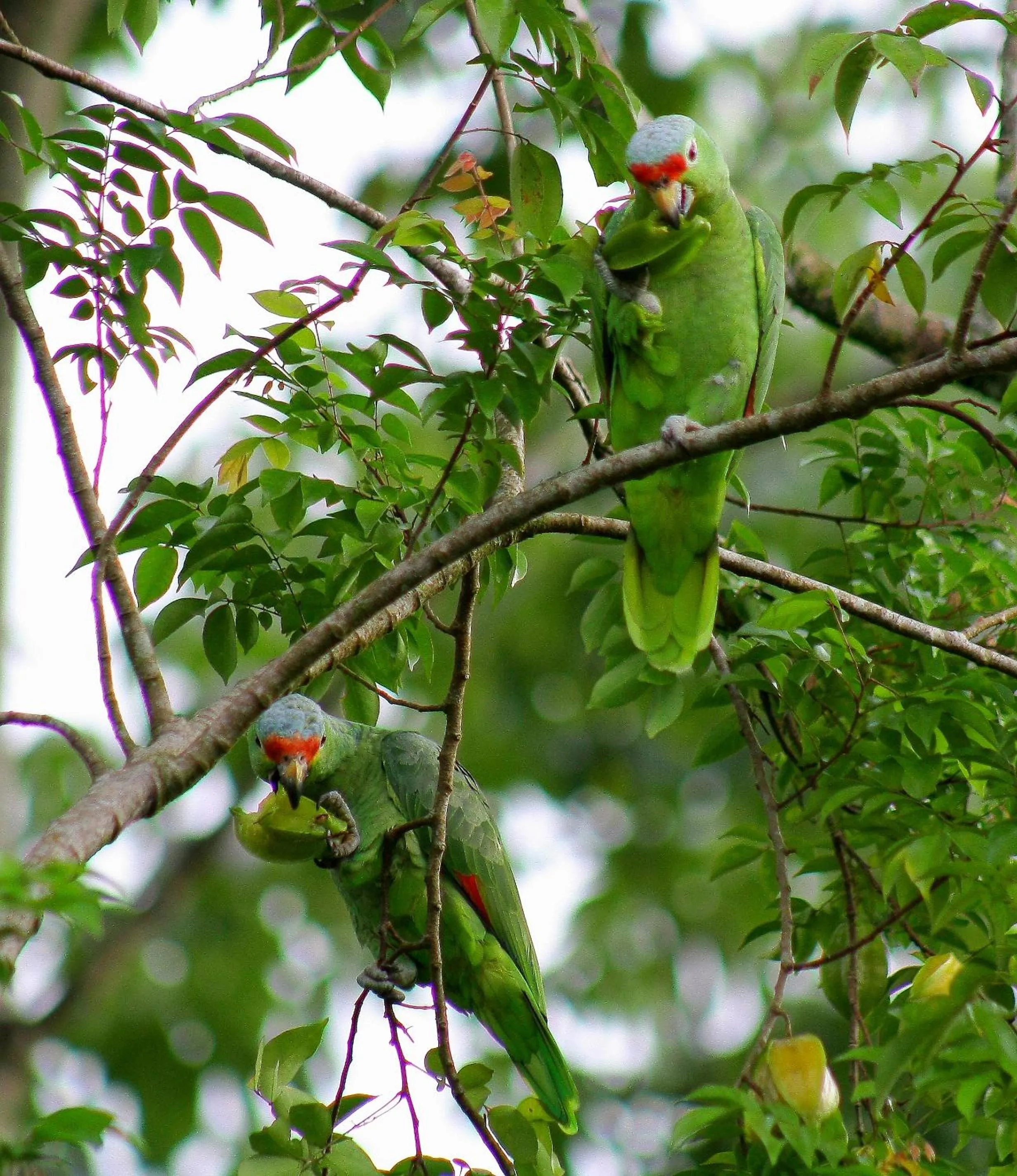 Garden in Catarata Eco Lodge
