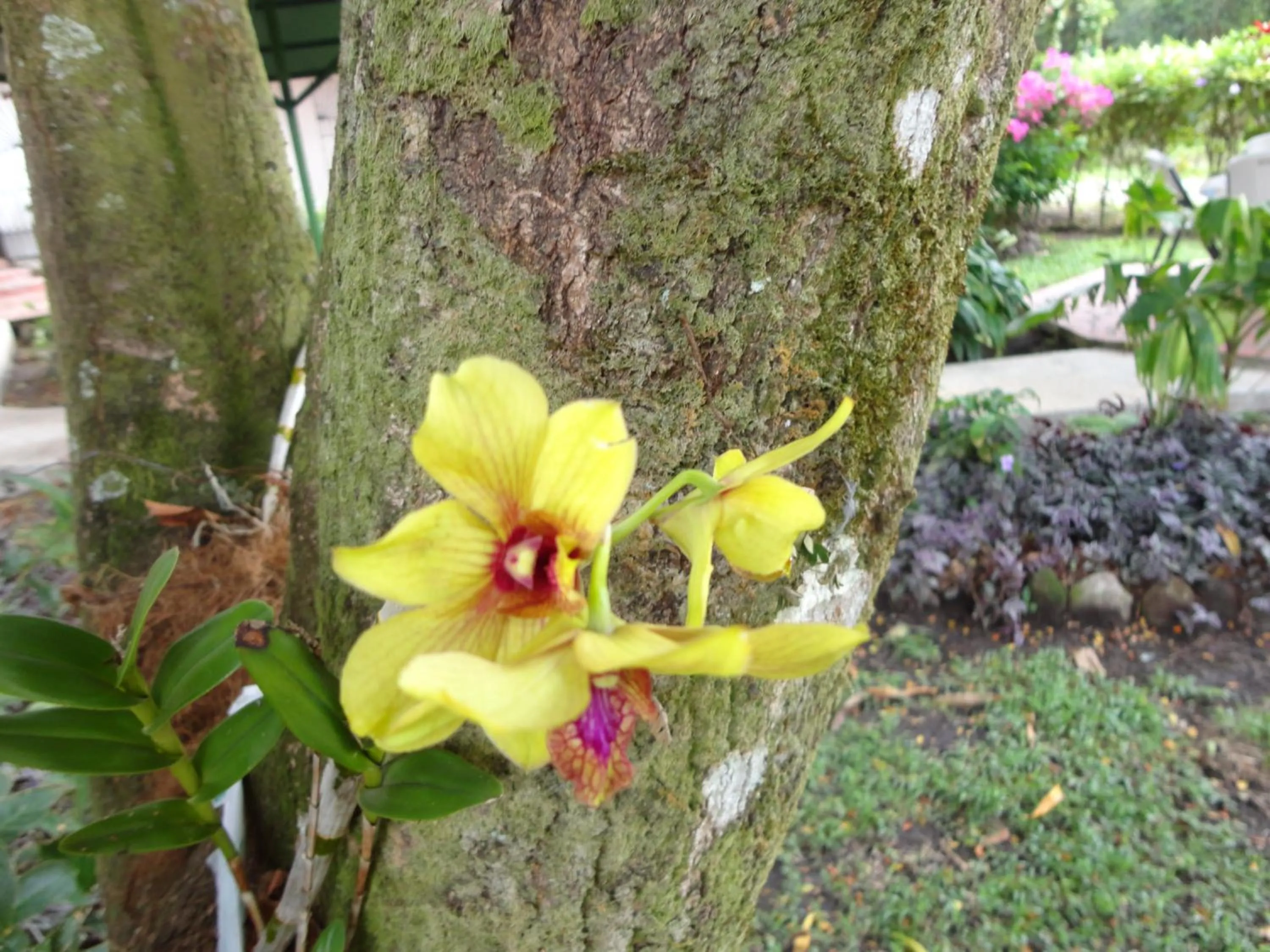 Garden in Hotel Valle Verde