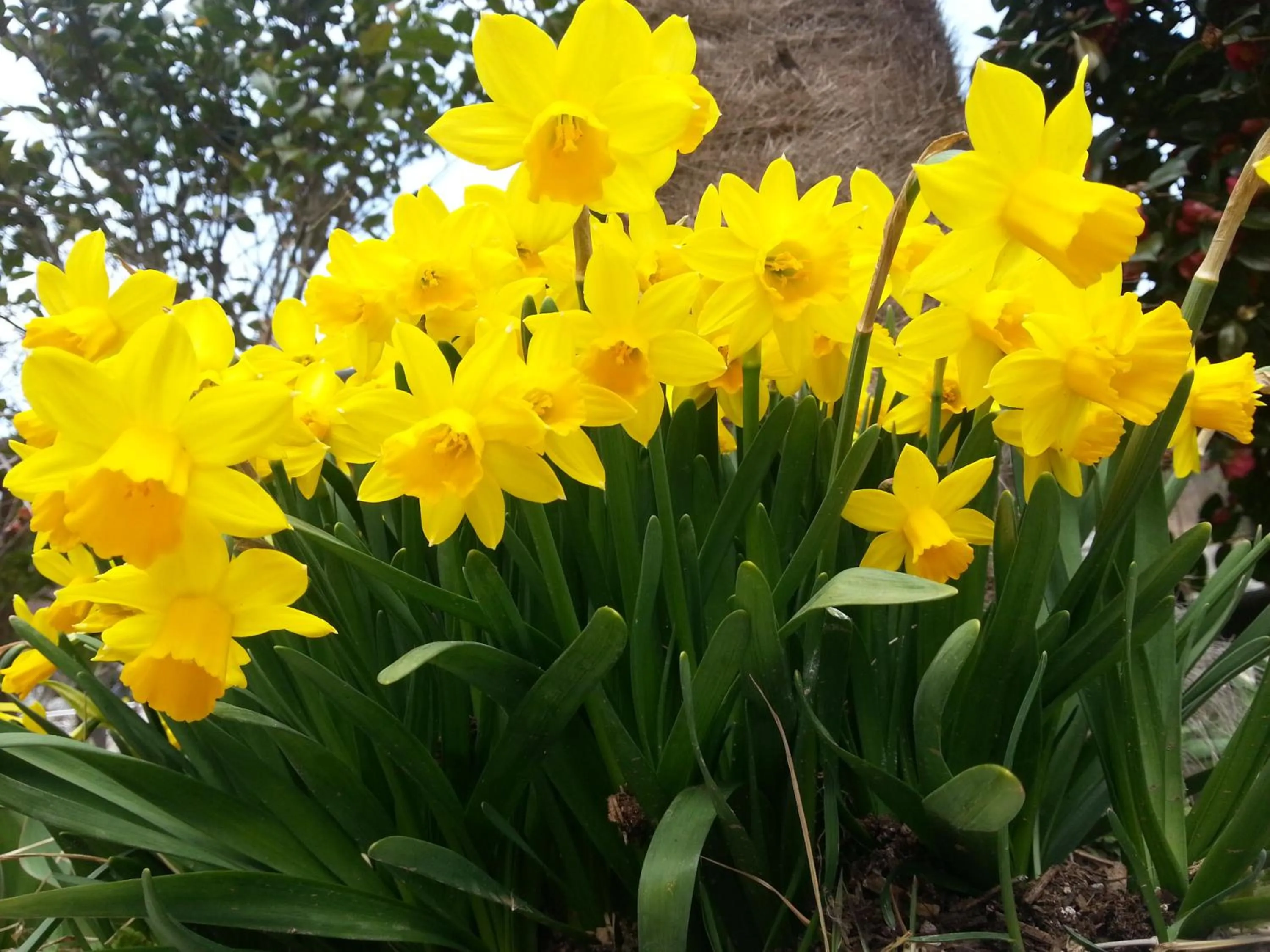 Garden in Namhae Neuhaus