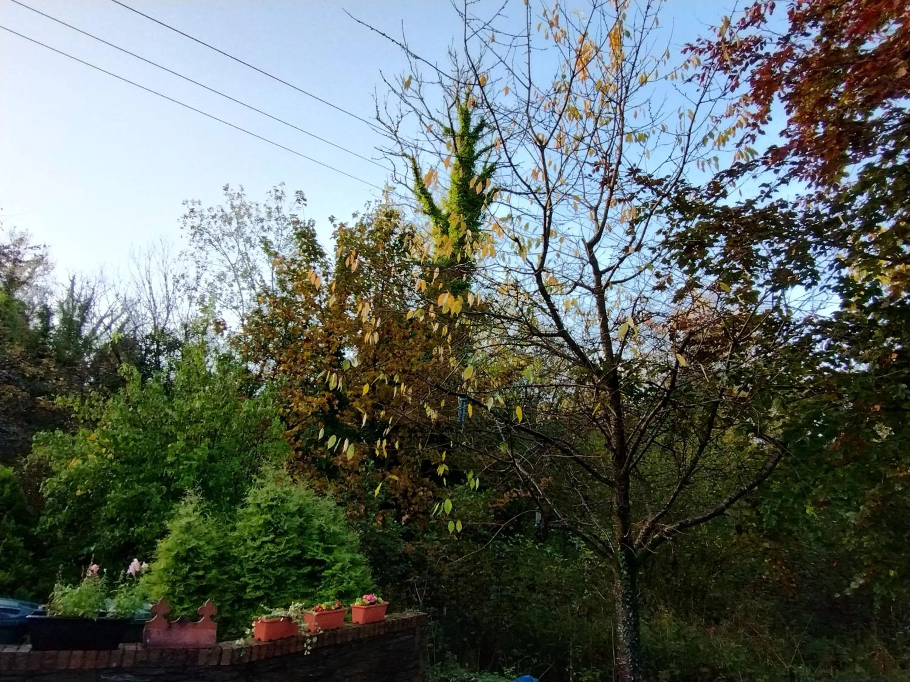 Garden view in Rossclare Lodge