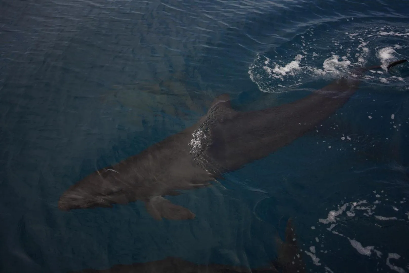 Diving in Koh Kood Garden View