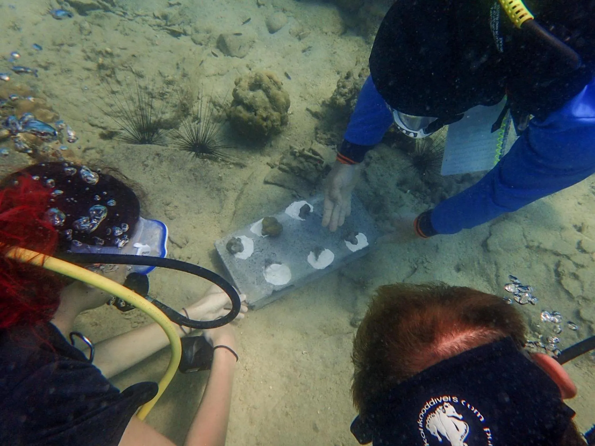 Diving in Koh Kood Garden View