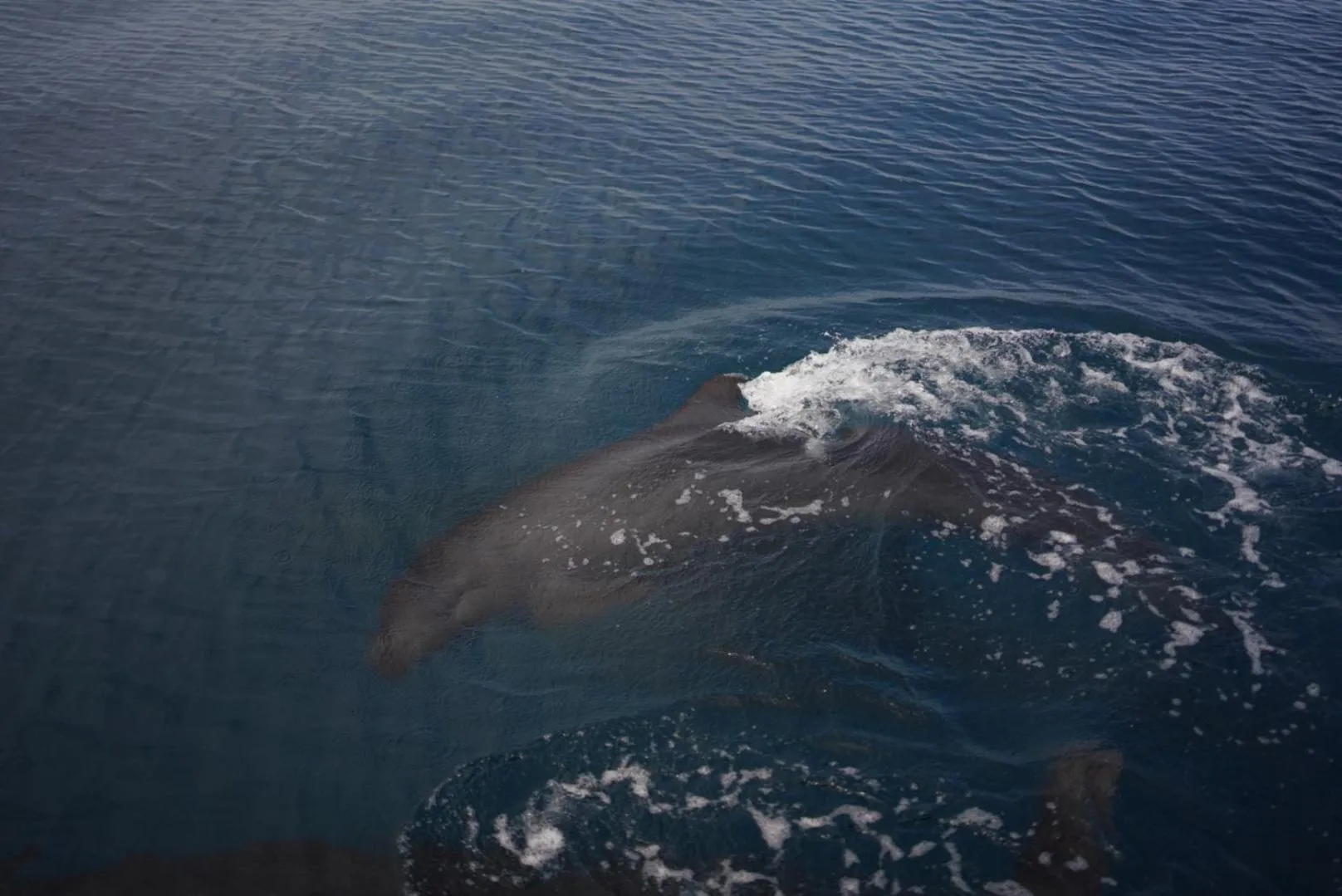 Diving in Koh Kood Garden View