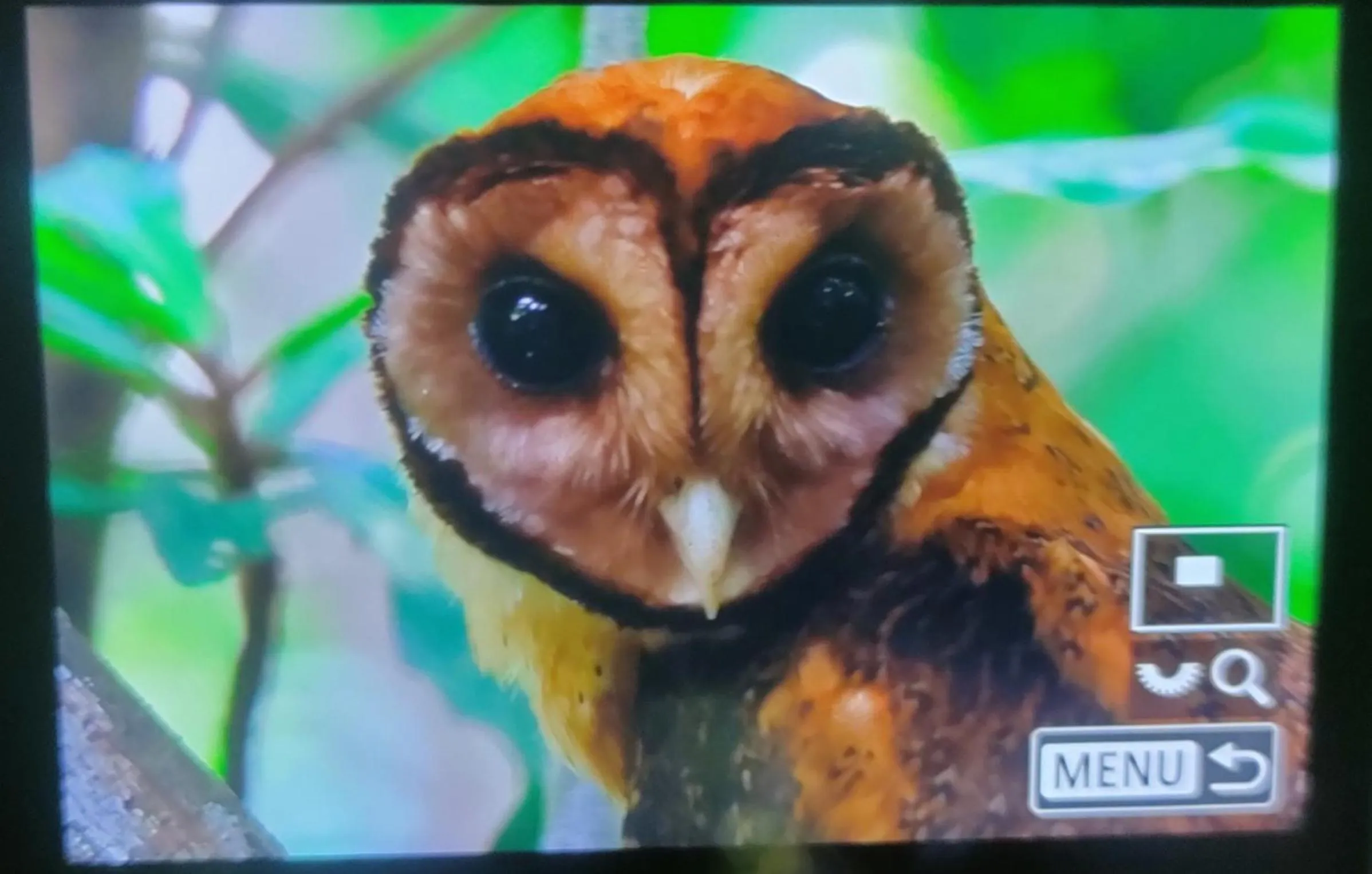 Natural landscape in Tangkoko Guest House