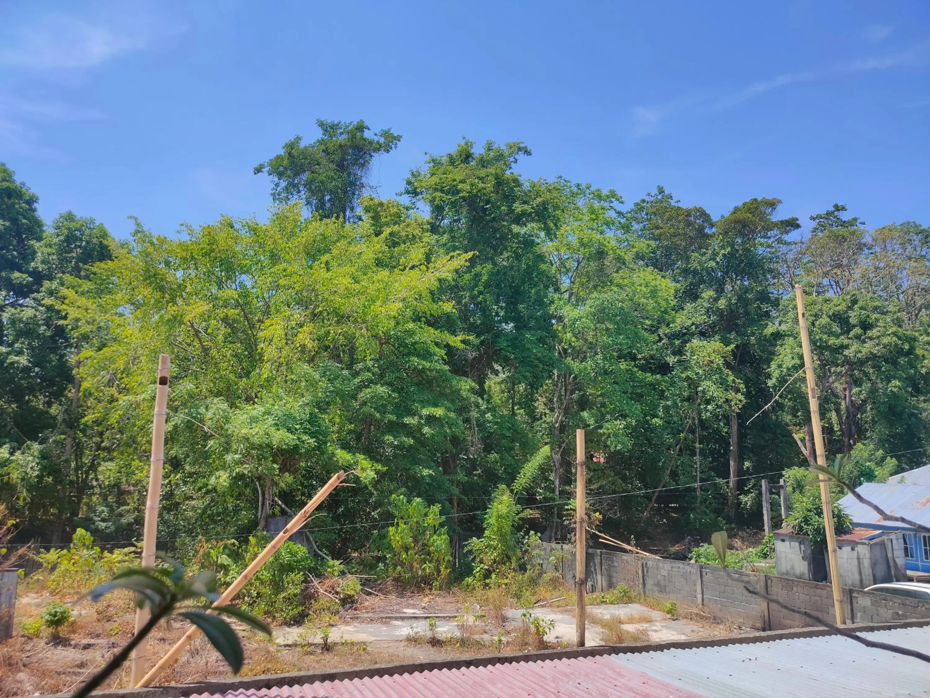 Natural landscape in Tangkoko Guest House