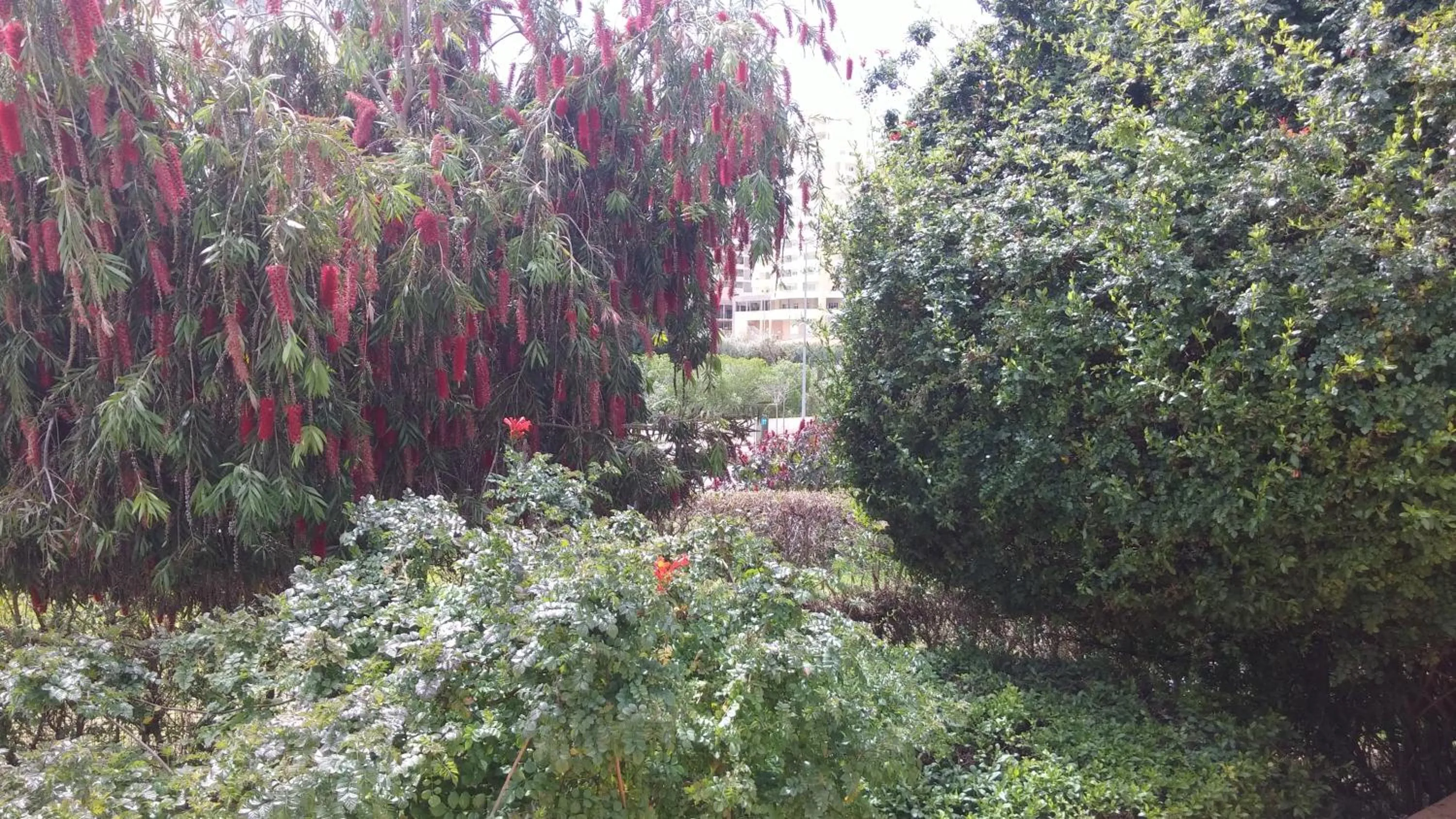 Garden in Primavera Sun