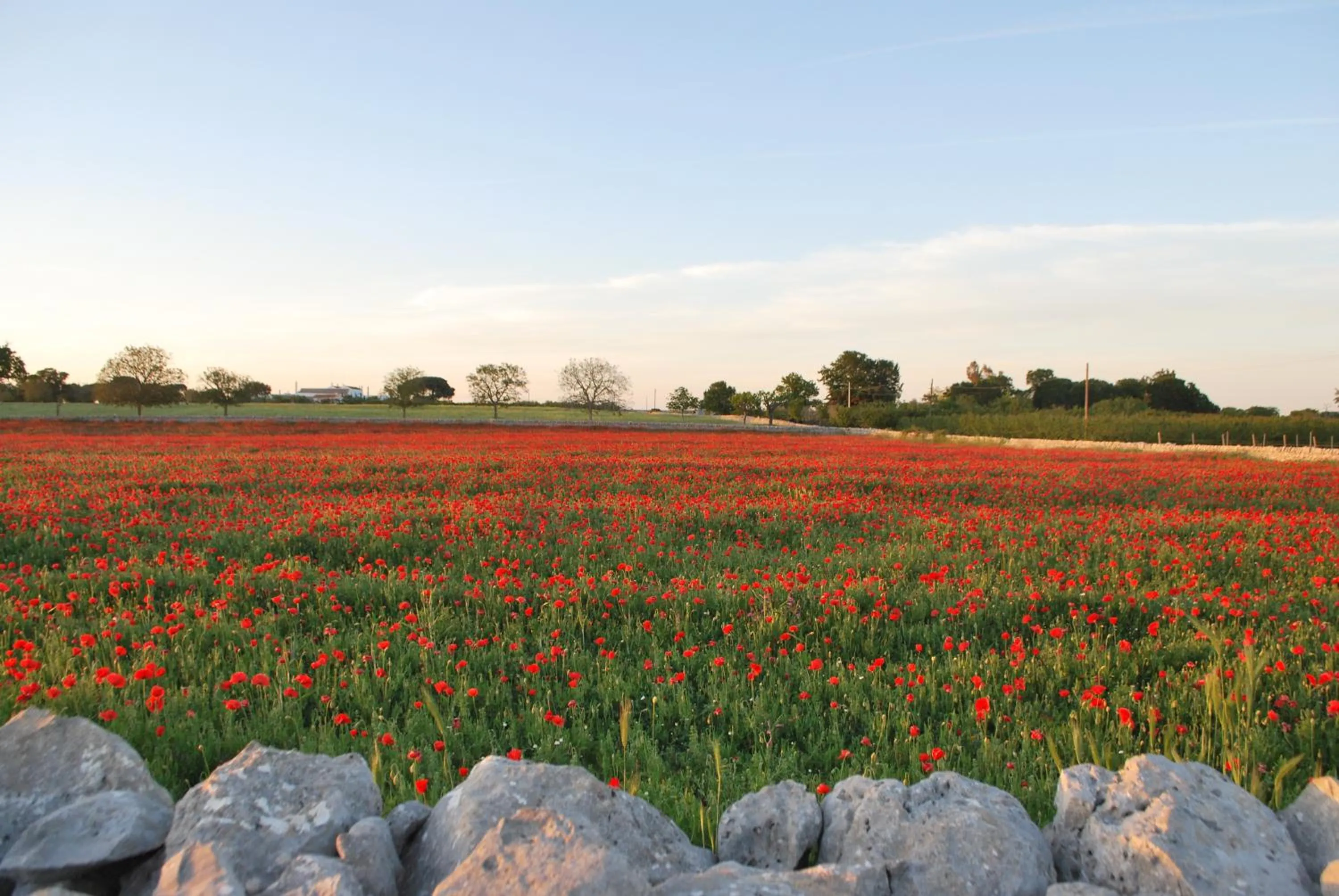 Spring in Hotel Donatello