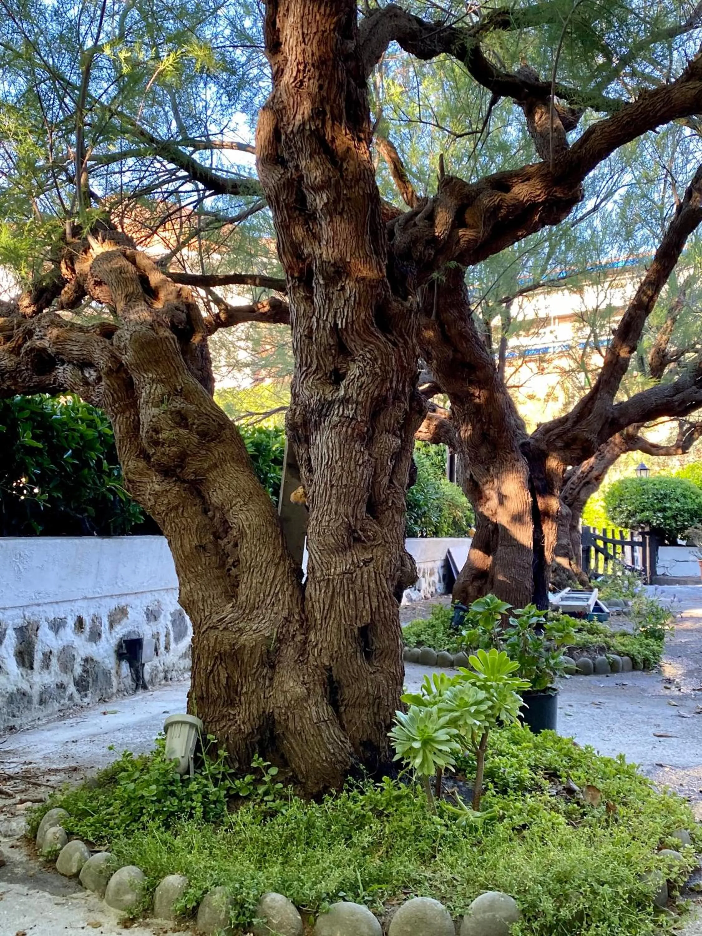 Garden in Hotel Arimune
