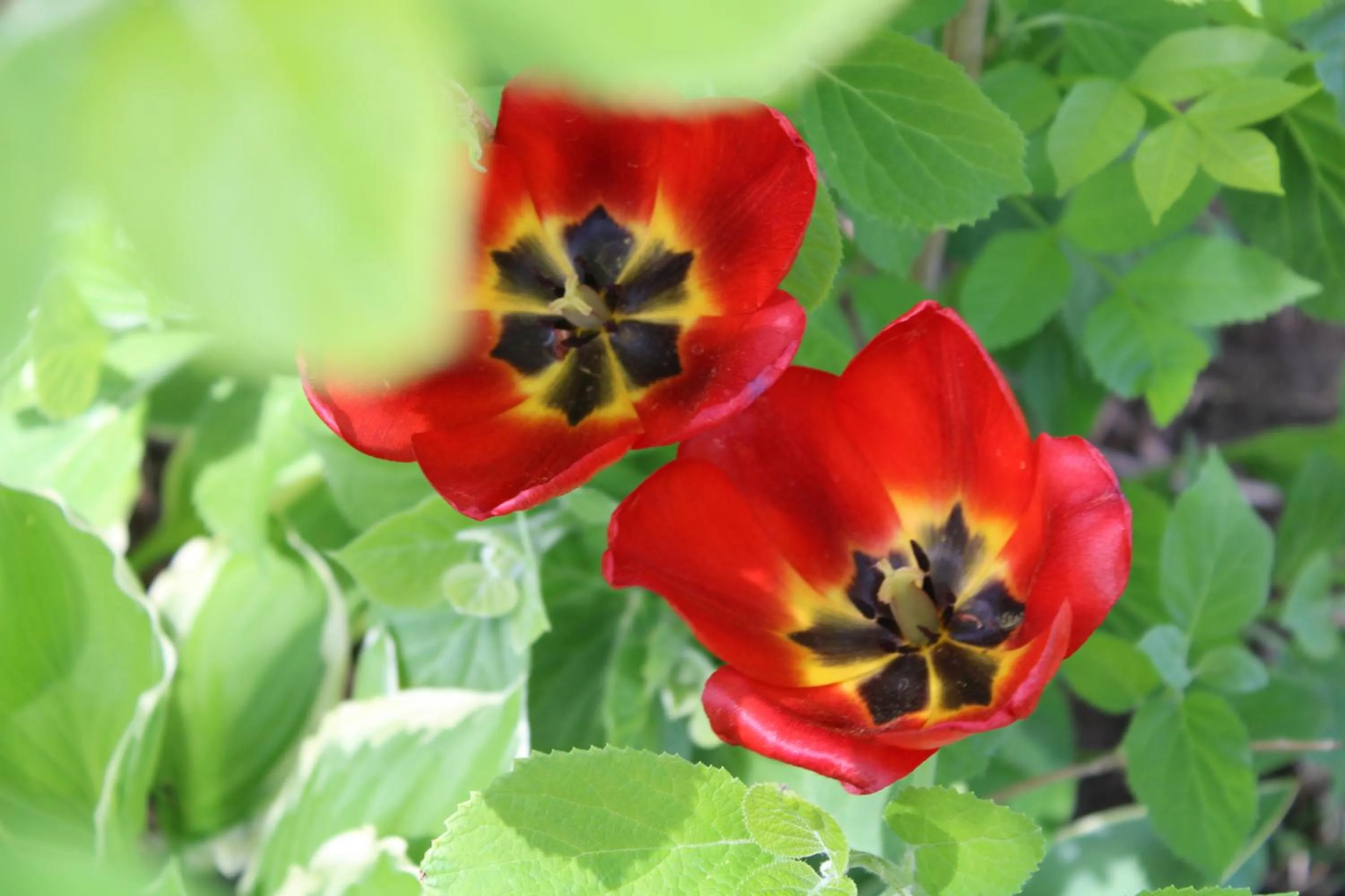 Garden in White Rose Inns & Motel