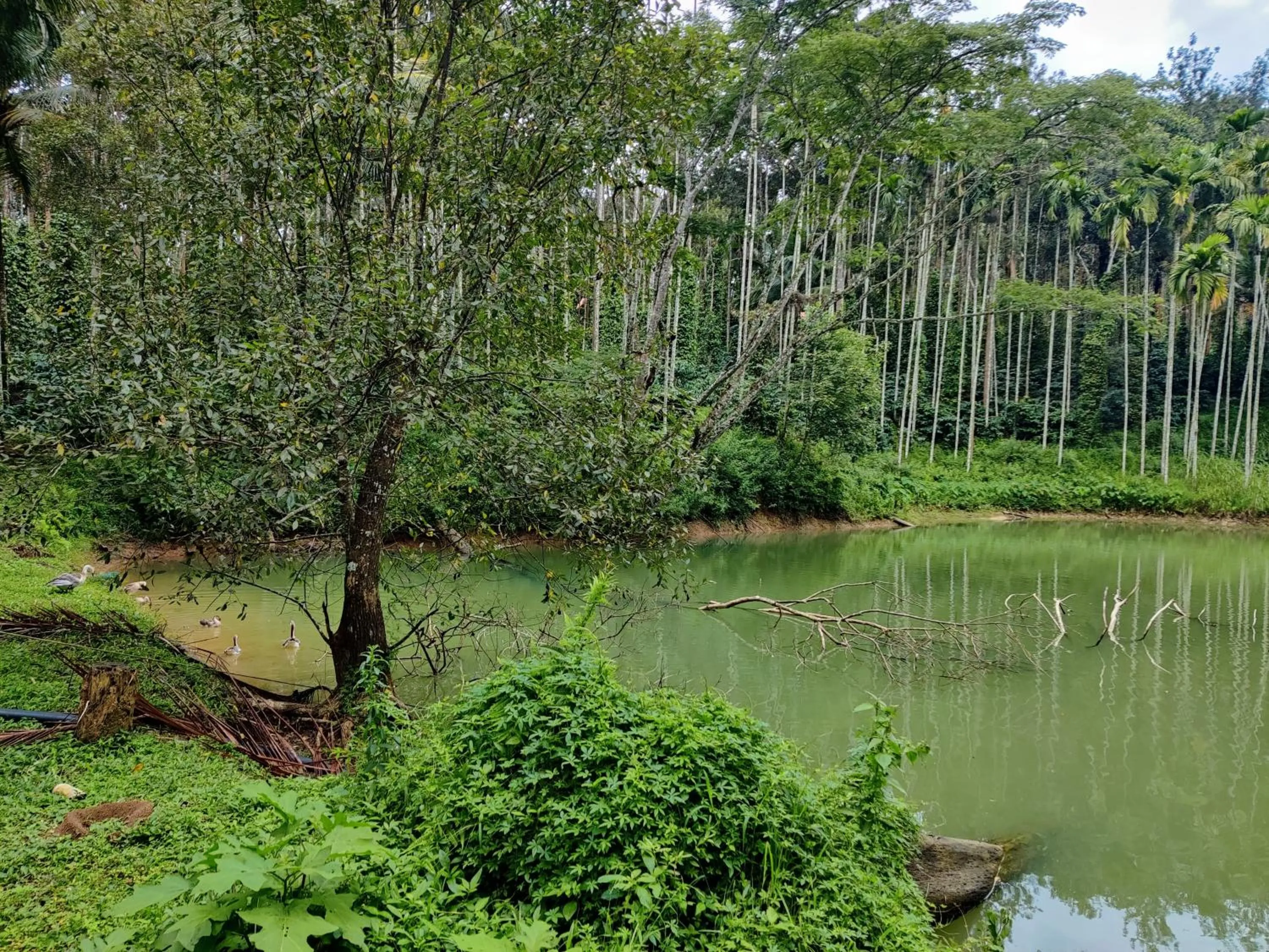 Lake view in Avadale Coorg - Stag Groups Not Allowed