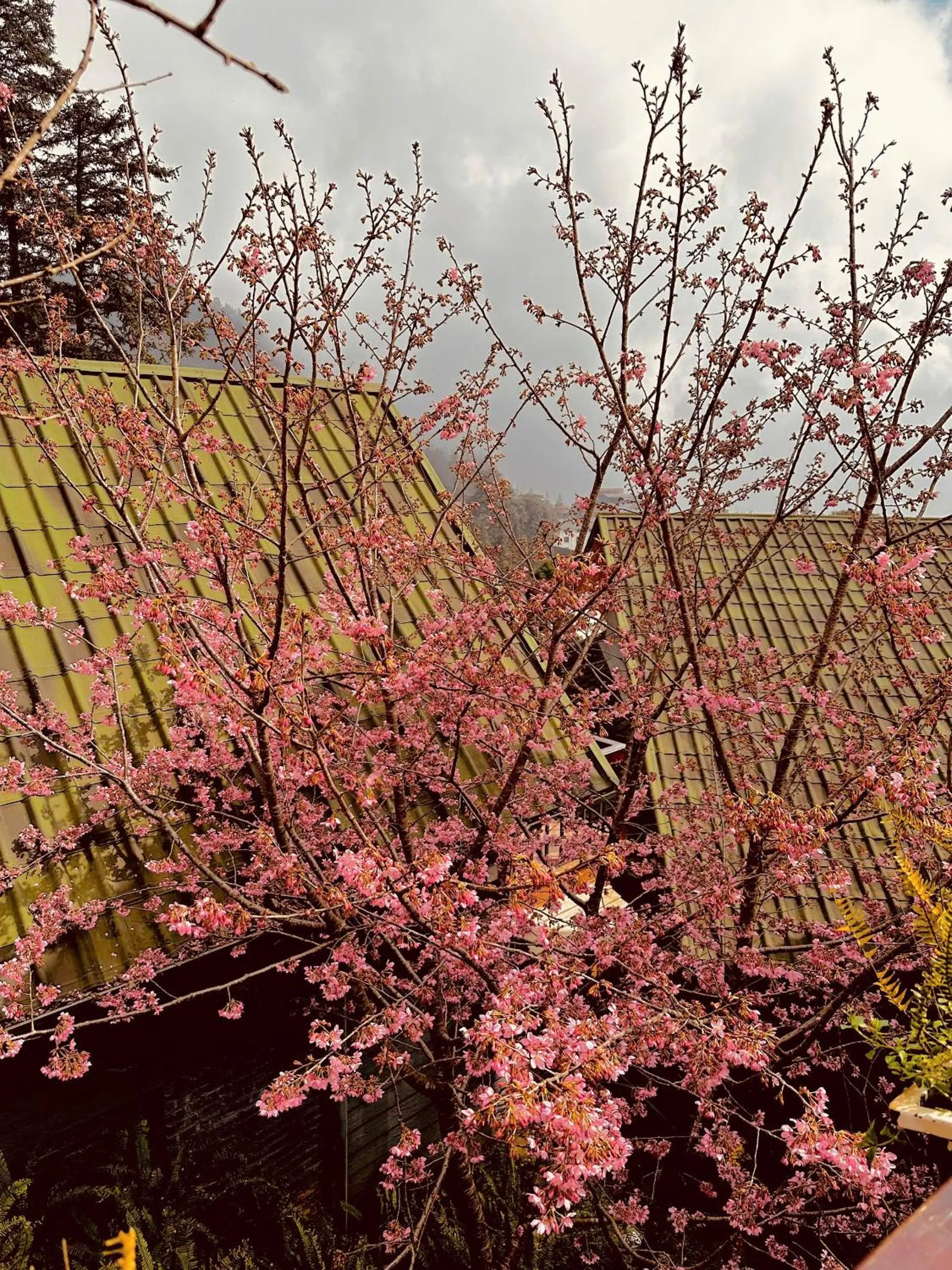 Property building in Sapa Pine Hill Eco Lodge