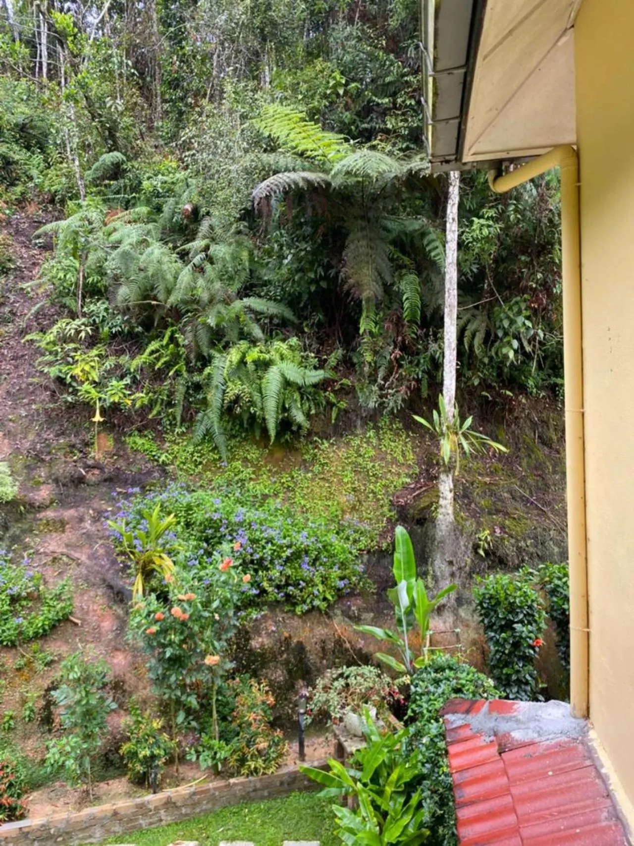 Garden in Highlanders Garden Guesthouse at Arundina Cameron Highlands