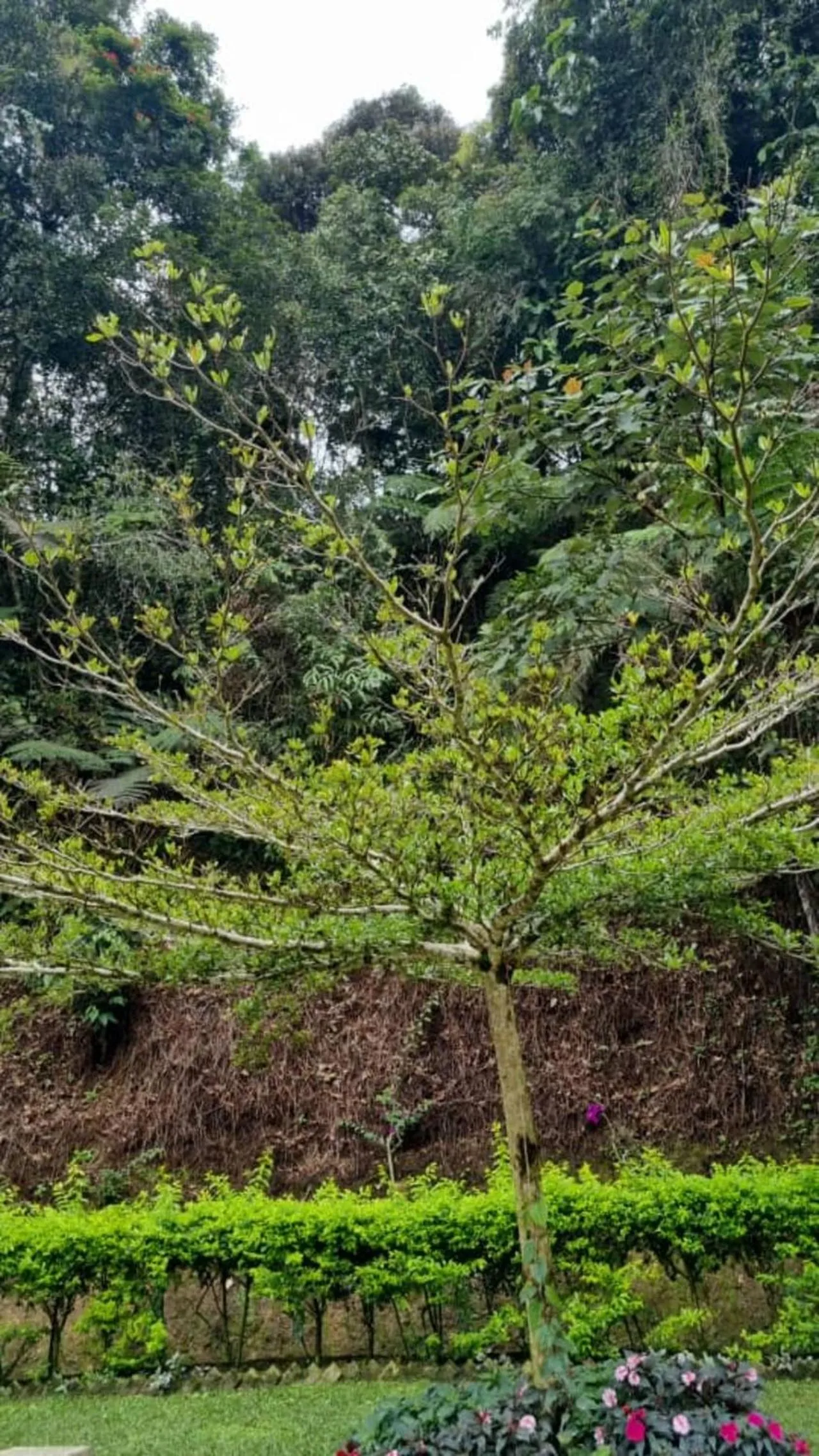 Garden in Highlanders Garden Guesthouse at Arundina Cameron Highlands