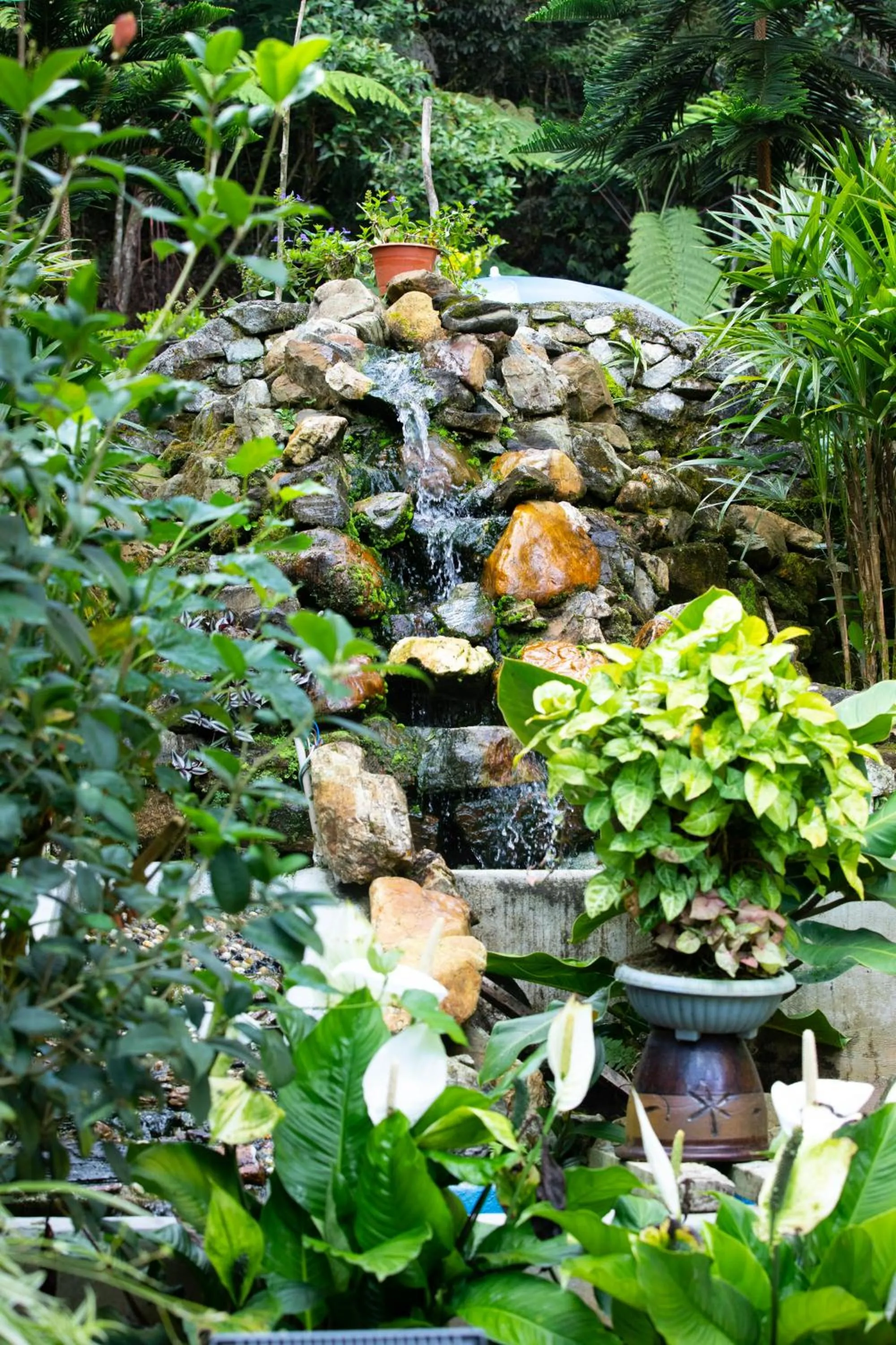 Garden in Highlanders Garden Guesthouse at Arundina Cameron Highlands
