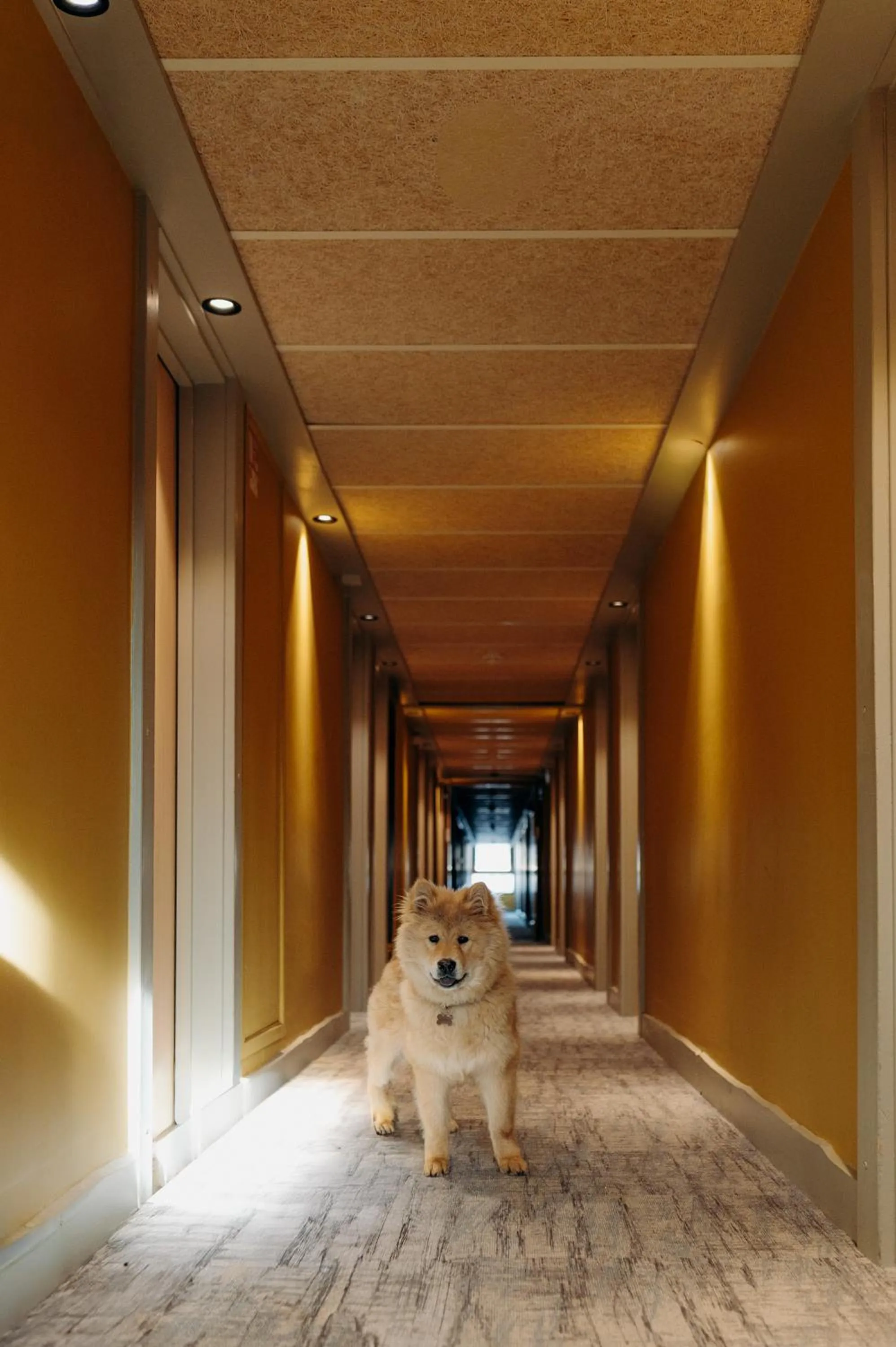 Animals in La Cachette, Friendly Hotel & Spa