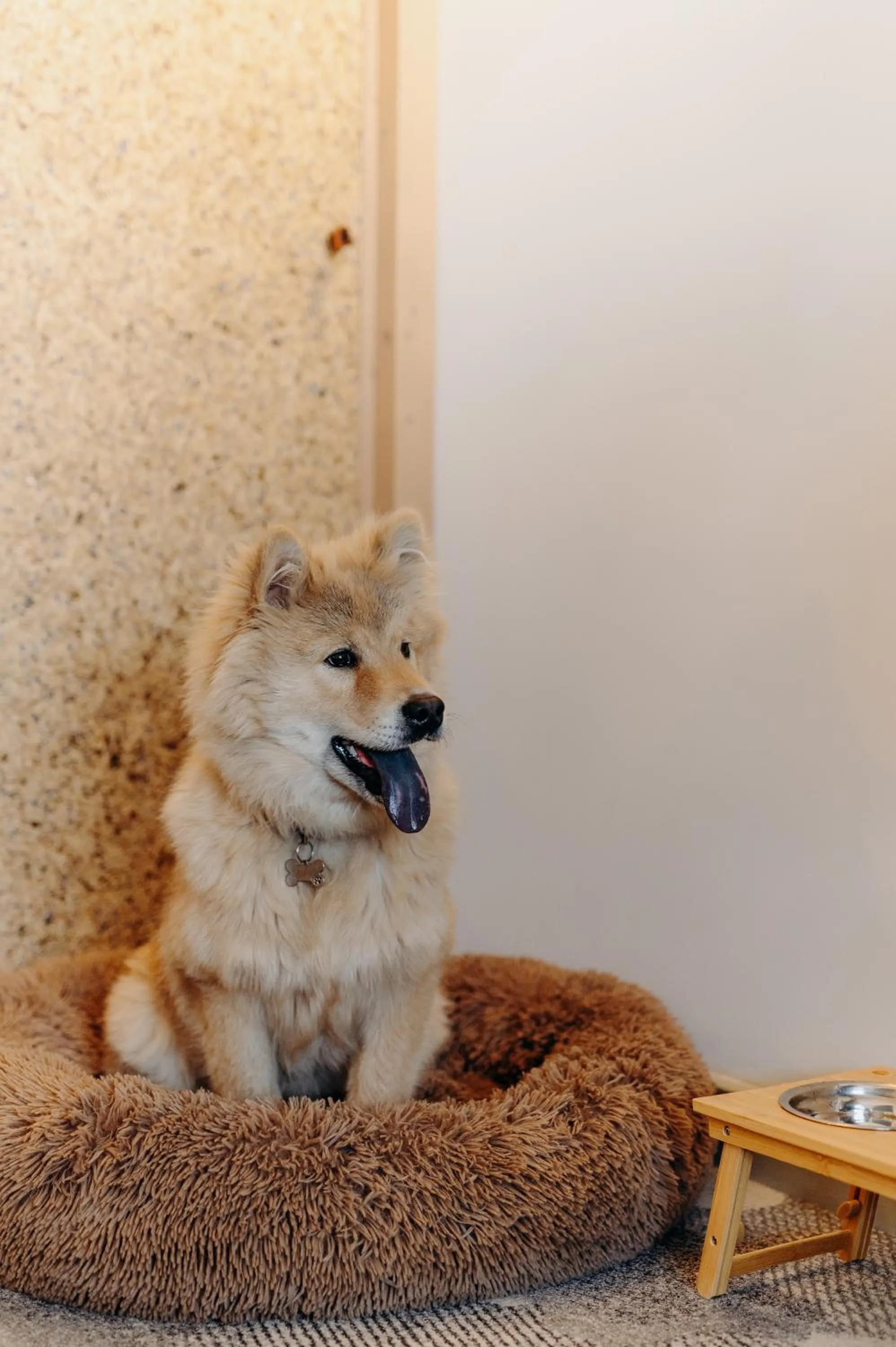 Animals in La Cachette, Friendly Hotel & Spa