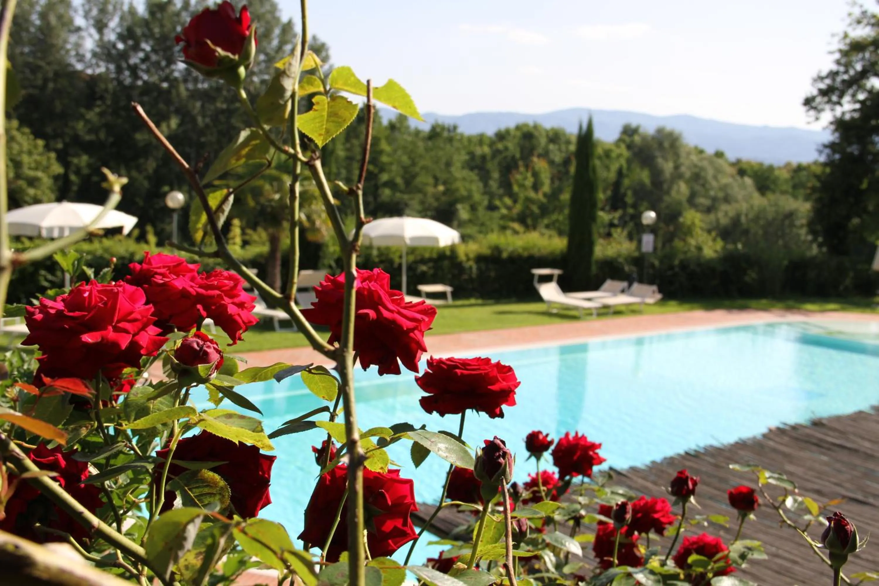 Swimming pool in Villa Rigacci