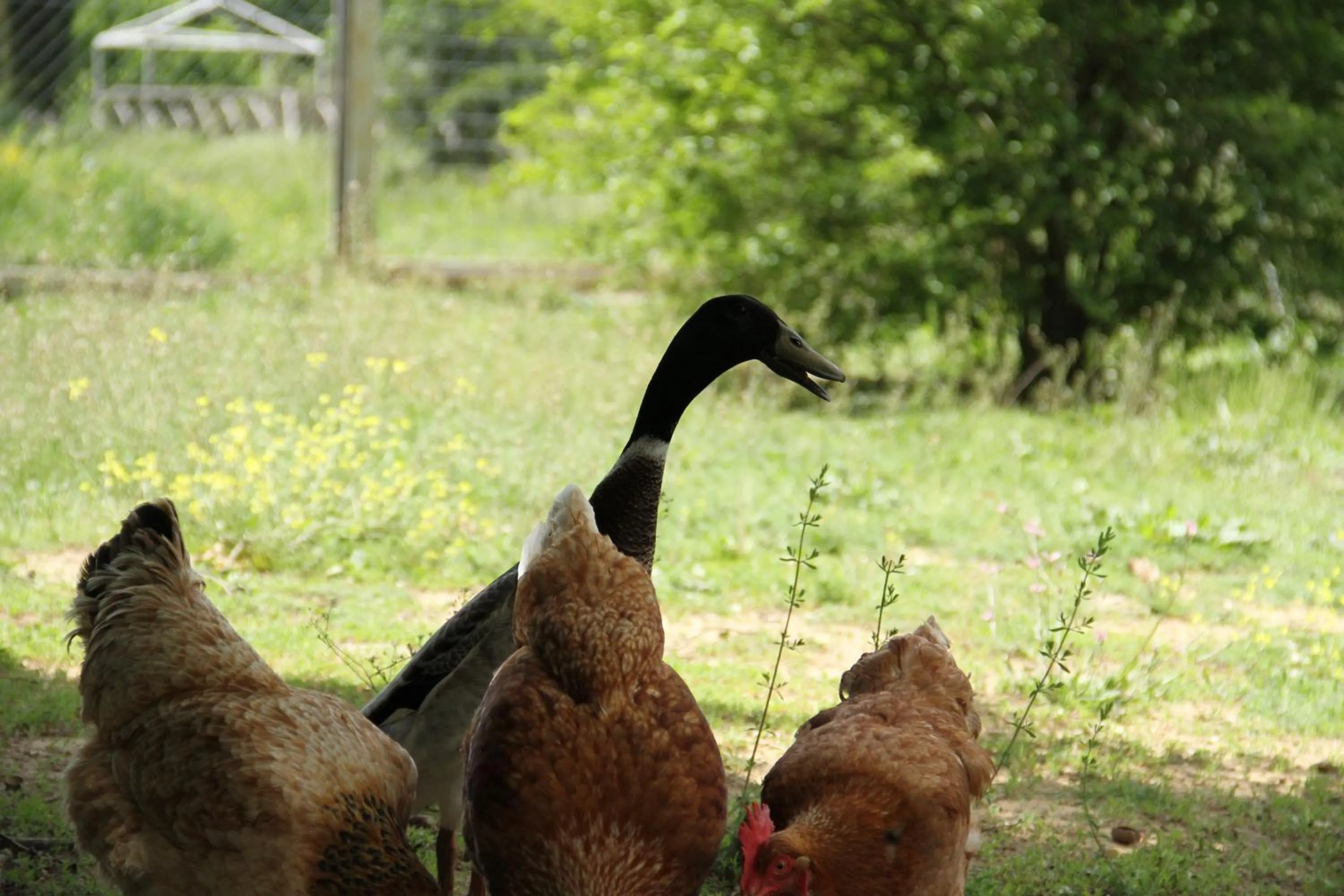 Animals in Villa Rigacci