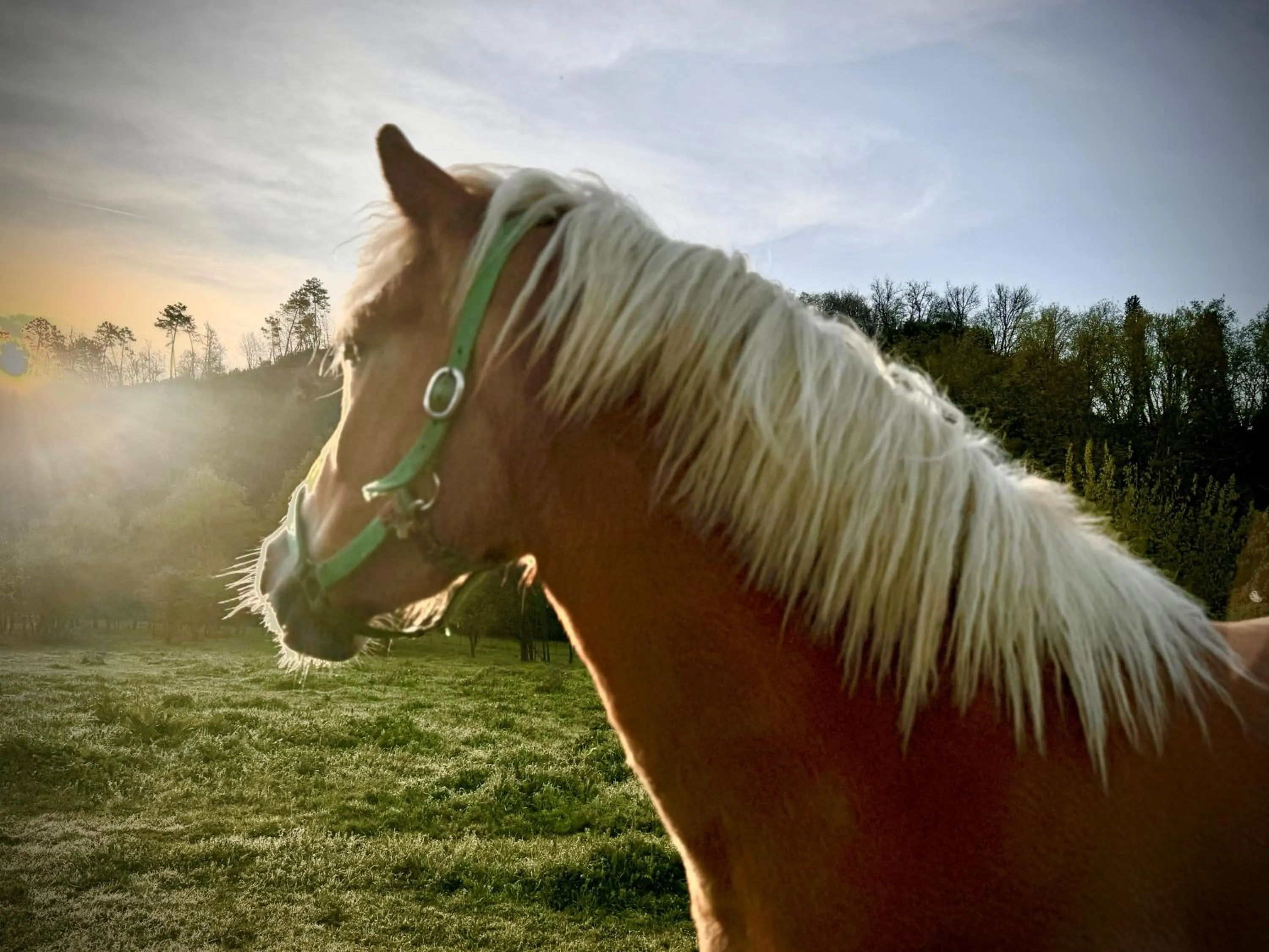 Animals in Villa Rigacci
