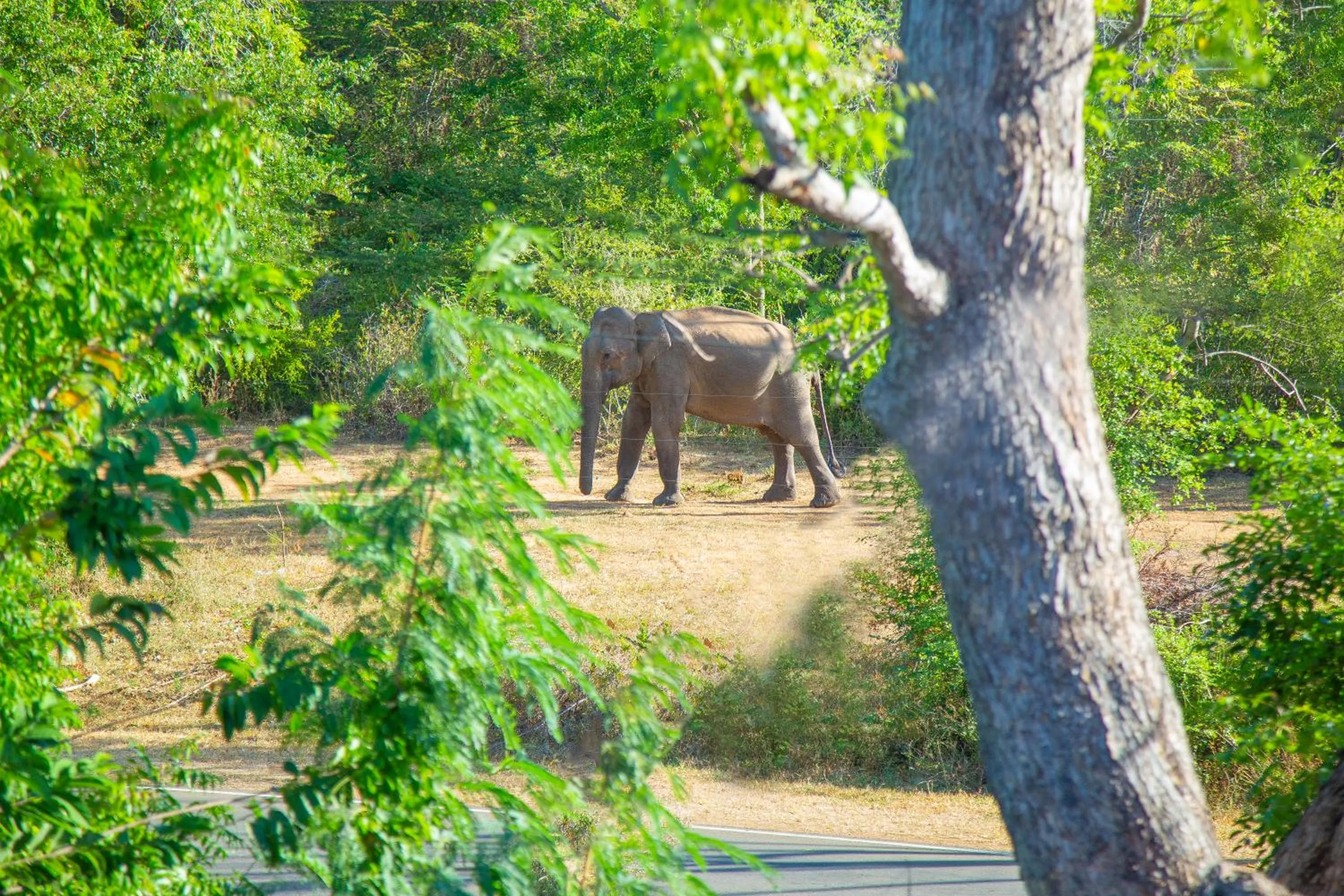 Day in Ali Weta Safari Resort
