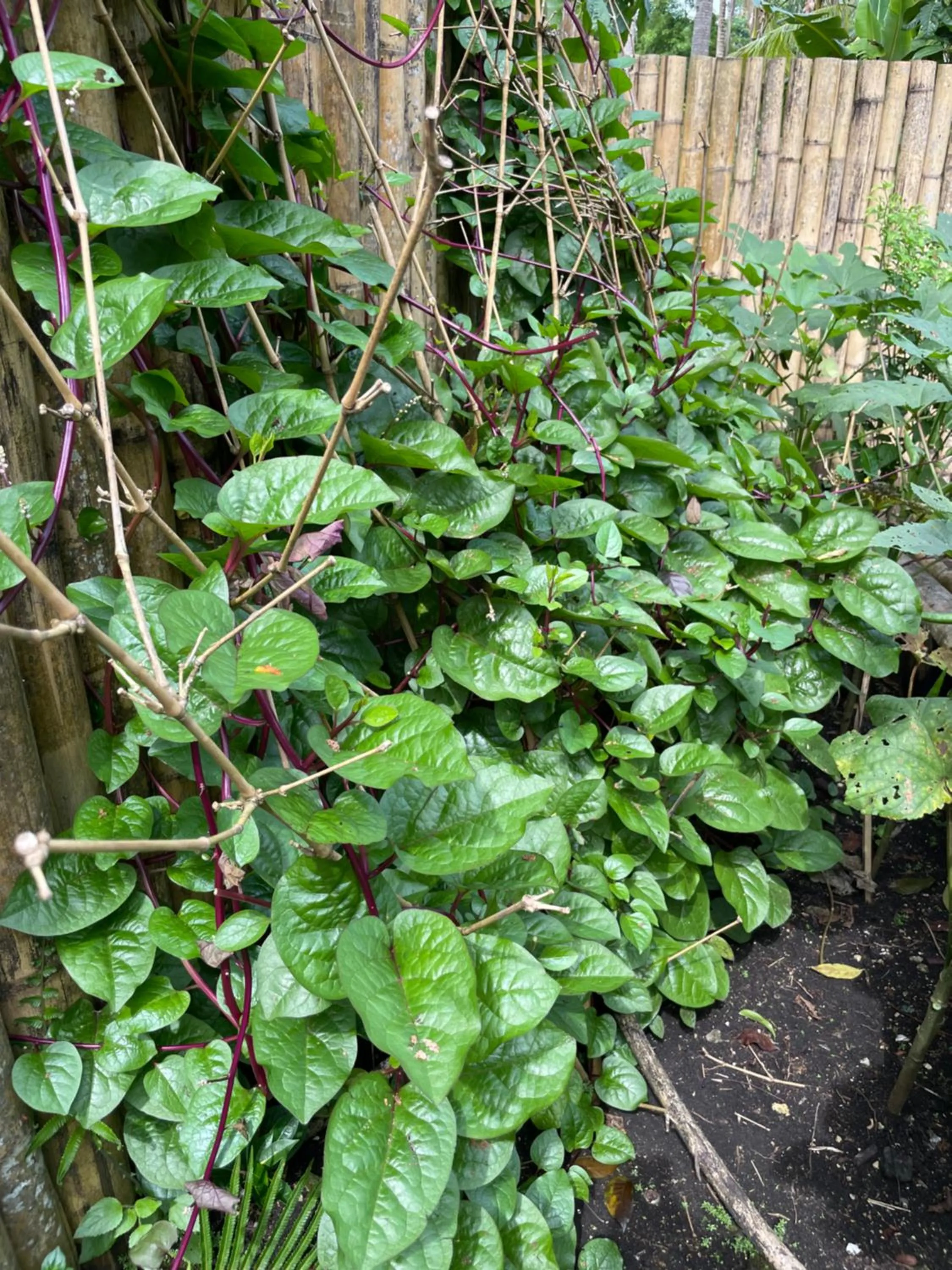 CASA AGUELO Chocolate Hills