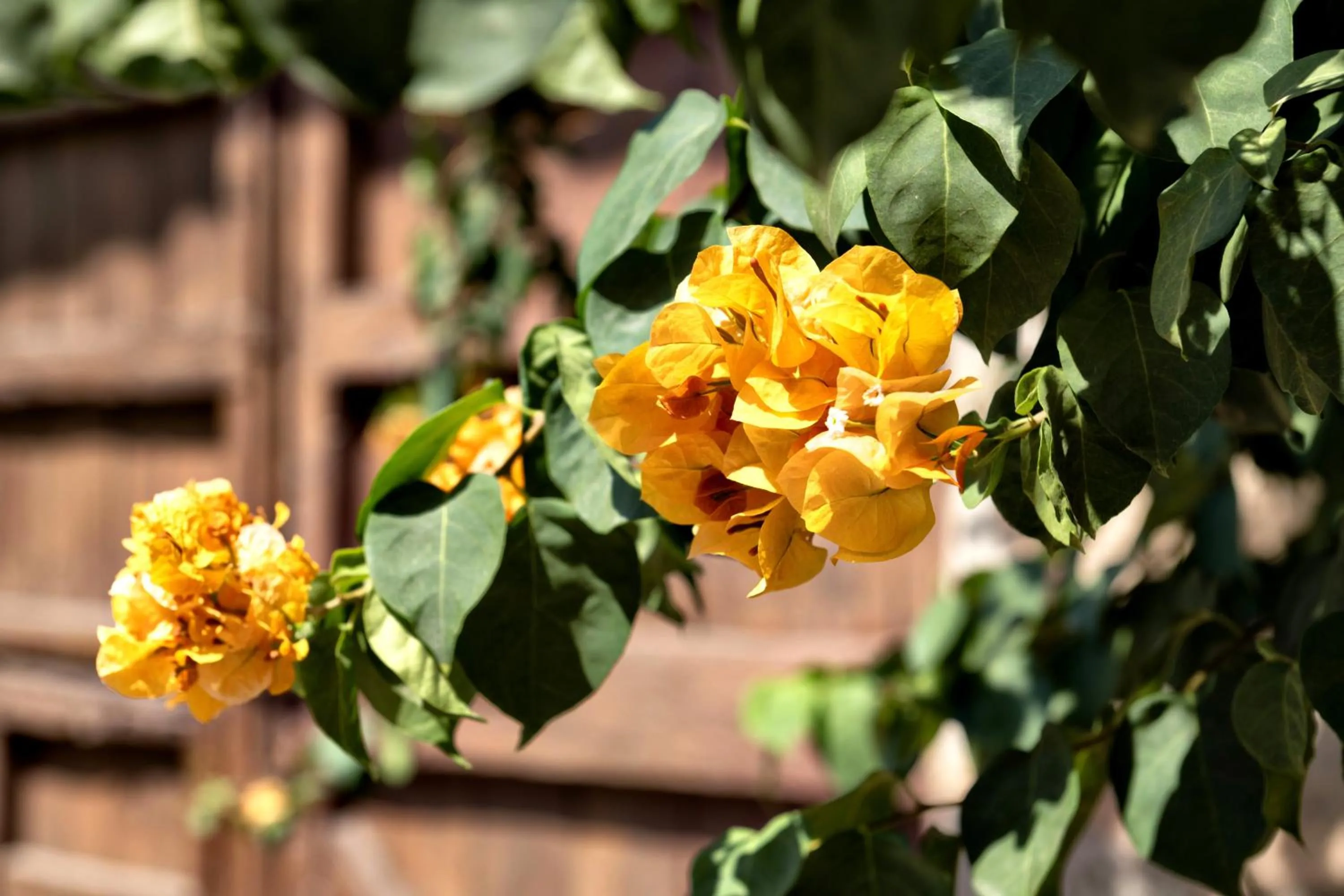 Garden in La Mer Hotel