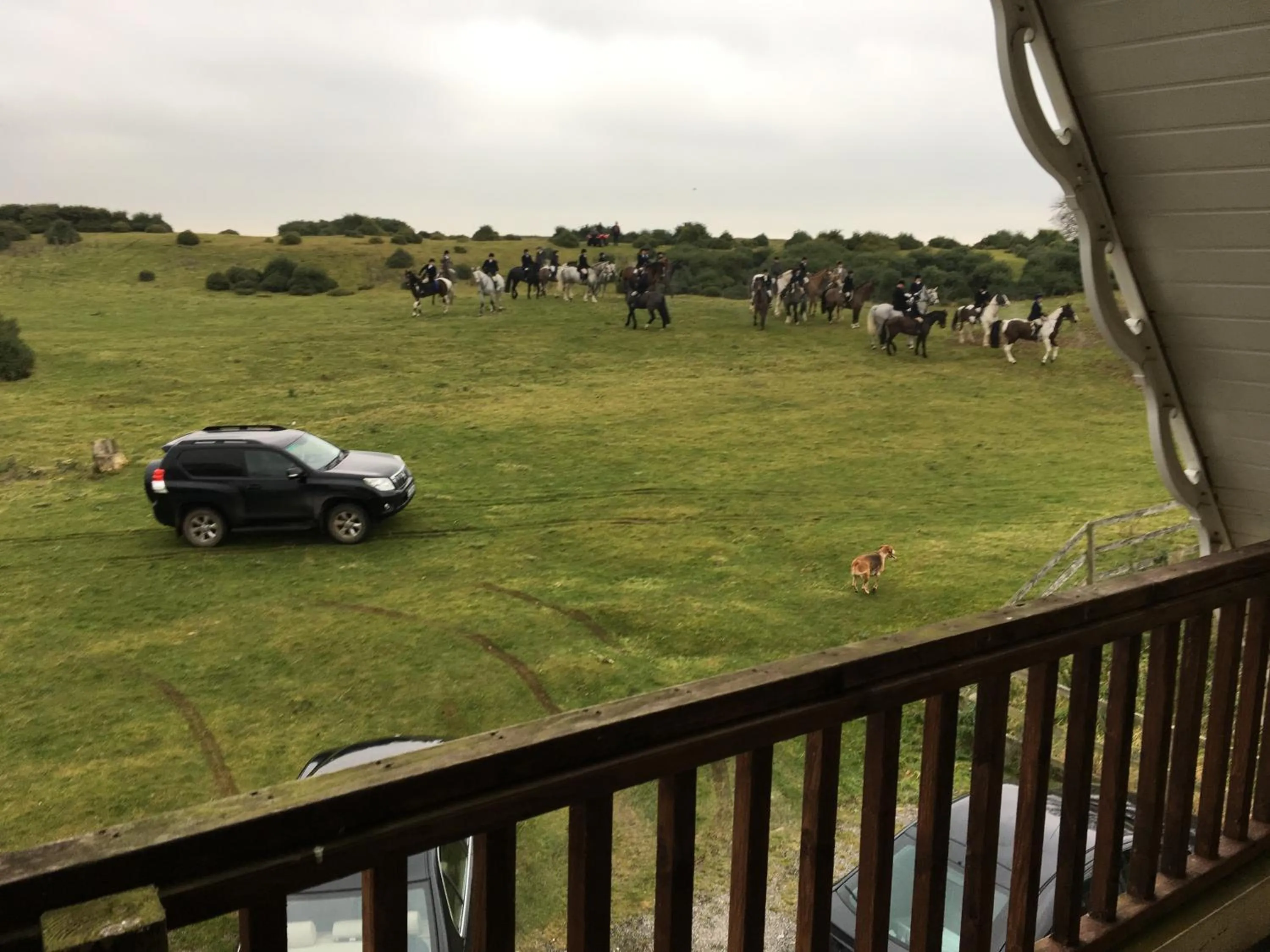 Animals in The Curragh Country House Accommodation