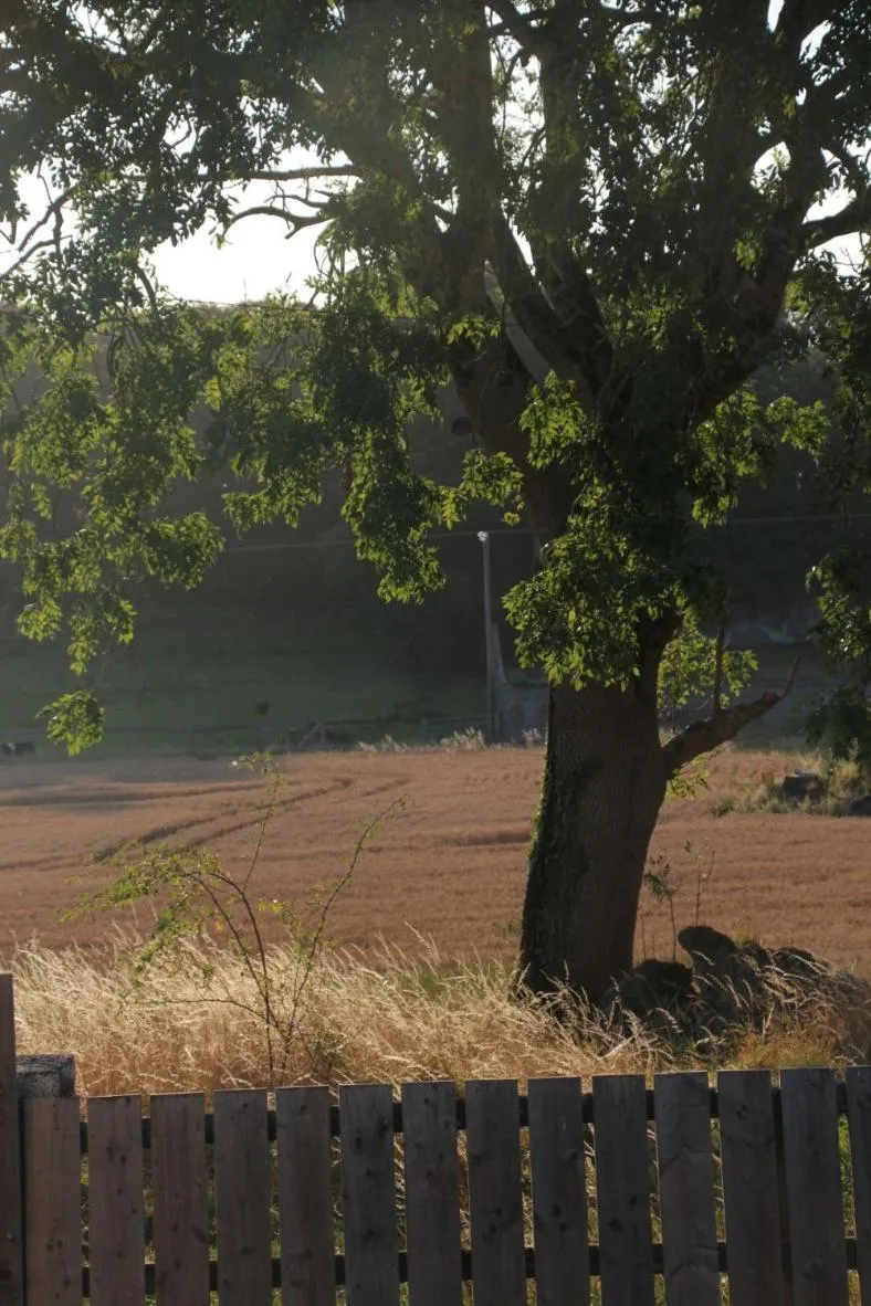 Natural landscape in The Curragh Country House Accommodation
