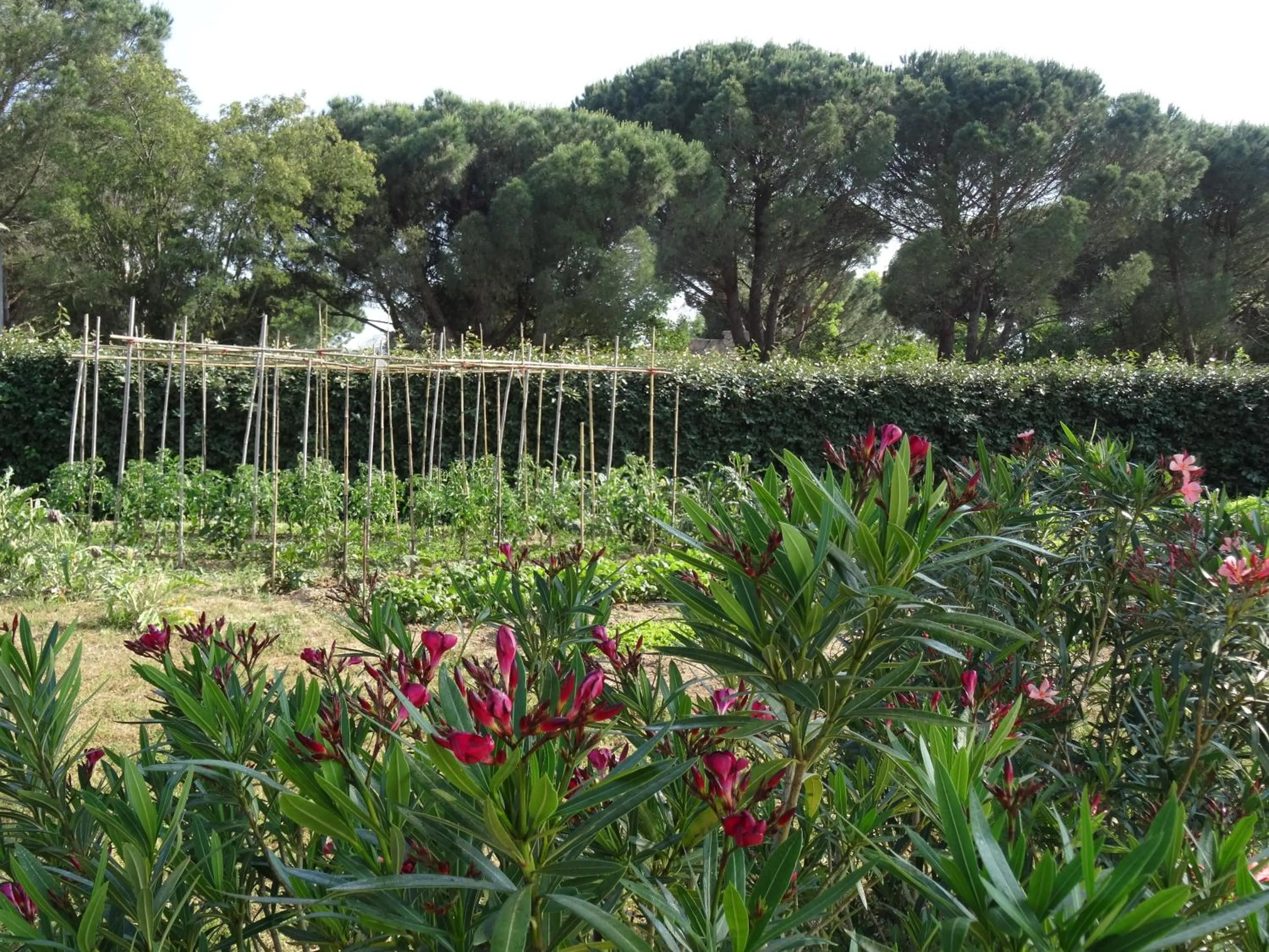 Garden view in Chambres d'hôtes Villa Alizé