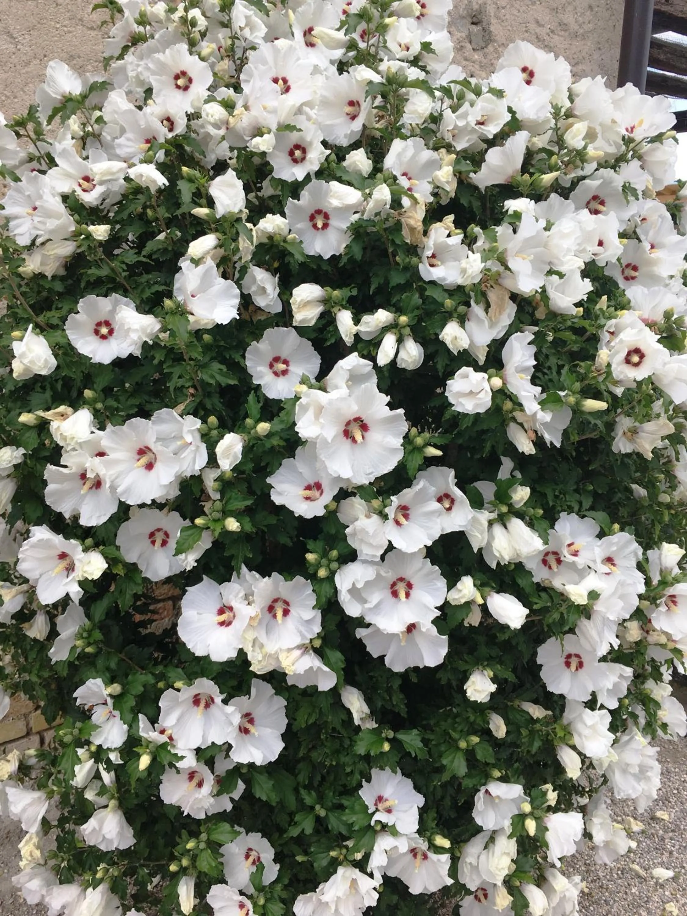 Garden in Palazzo Strassoldo bed & breakfast