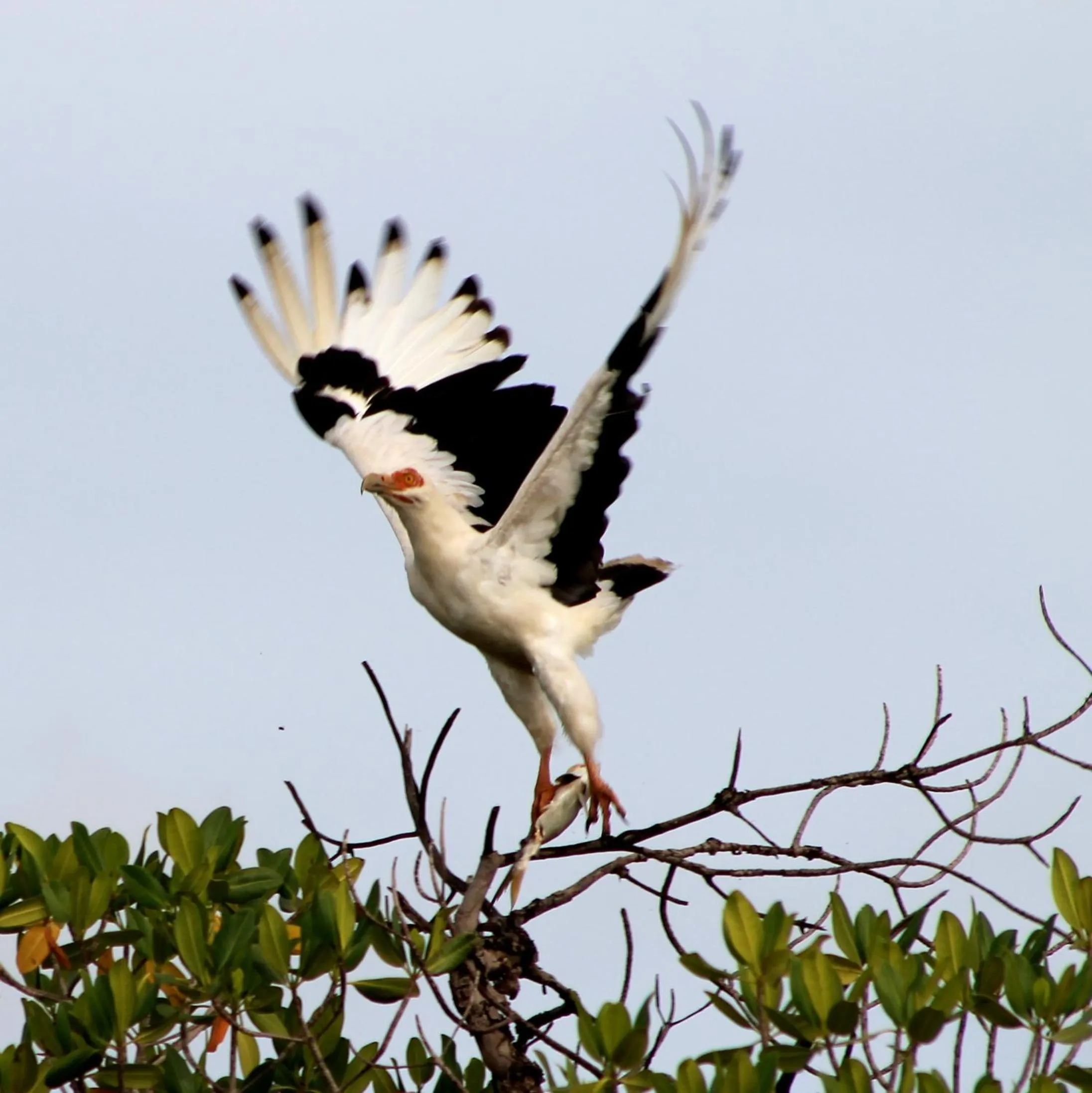 Other in Fathala Wildlife Reserve